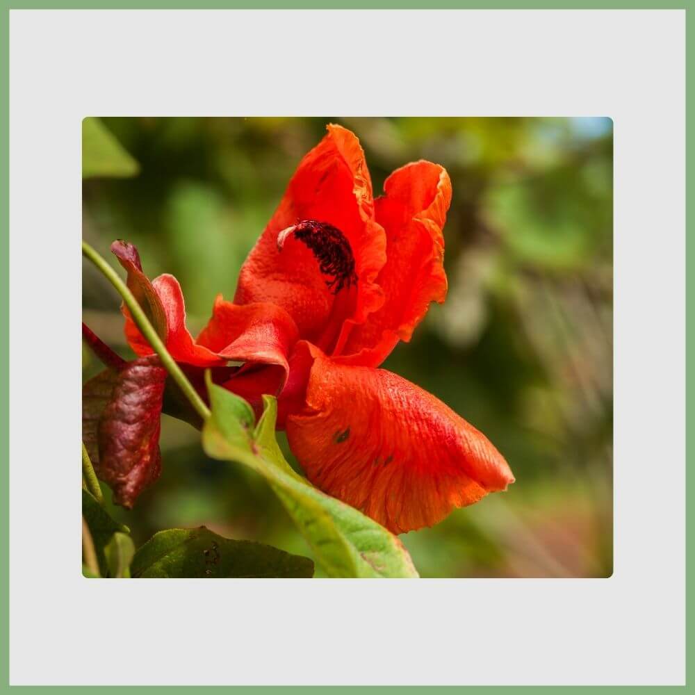 Kokia Cookei with red clustered petals, one of the rarest Hawaiian flowers
