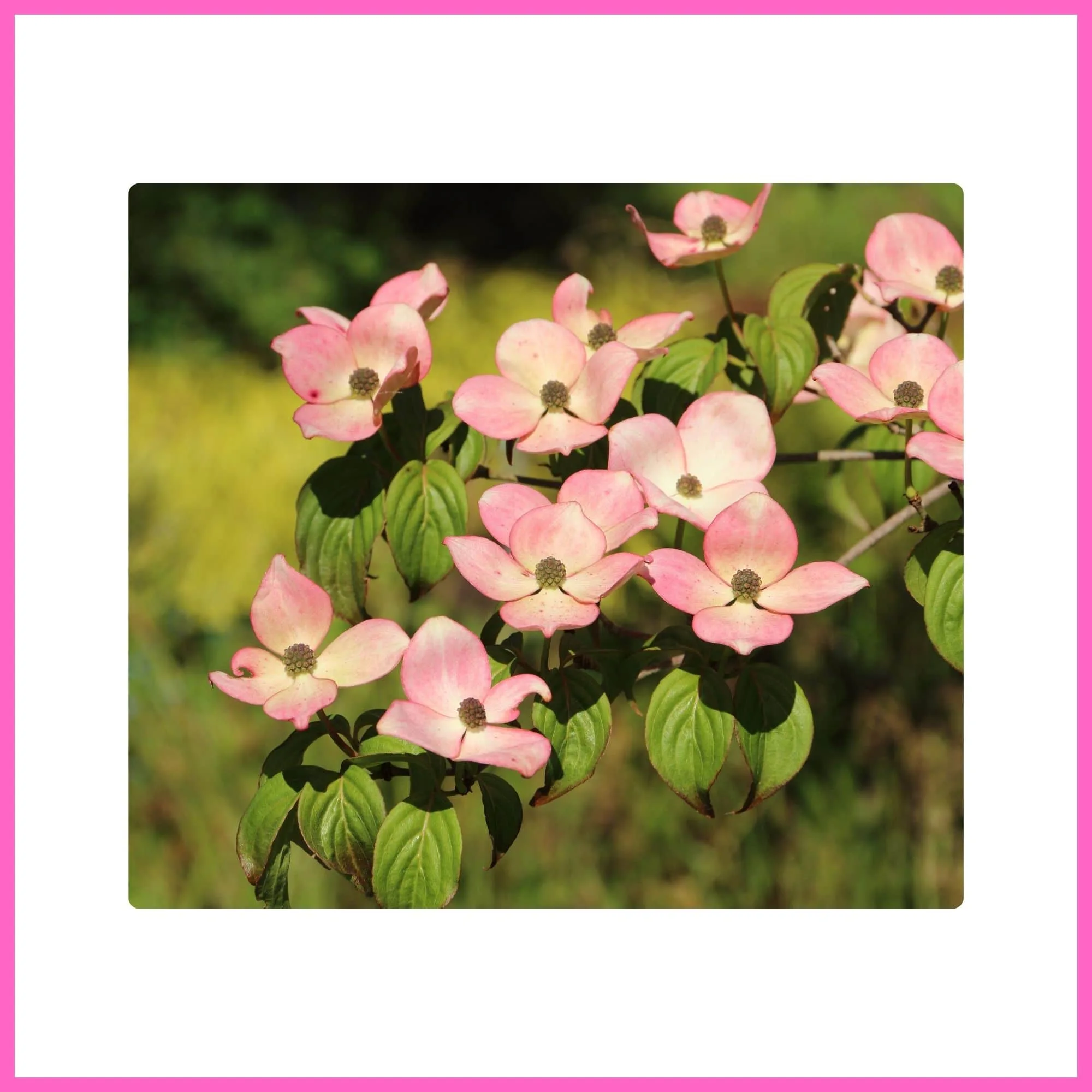 Kousa Dogwood tree covered with pink blossoms, a beautiful flowering tree with pink blossoms.