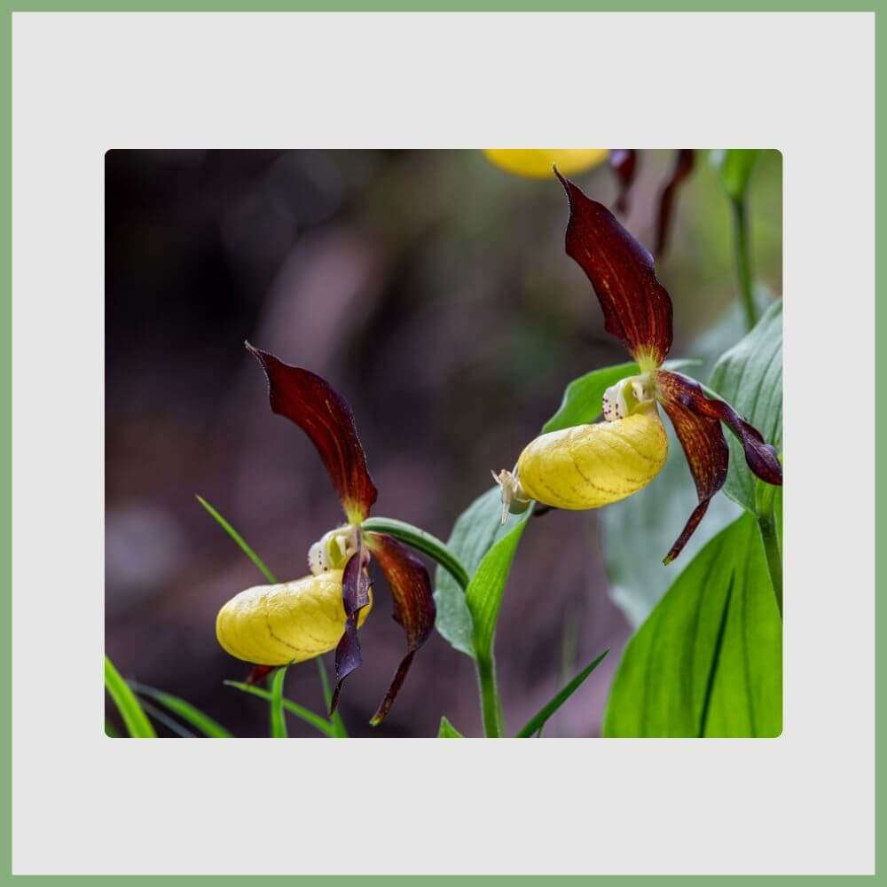 Lady Slipper Orchid (Cypripedium calceolus) with yellow pouch-shaped bloom