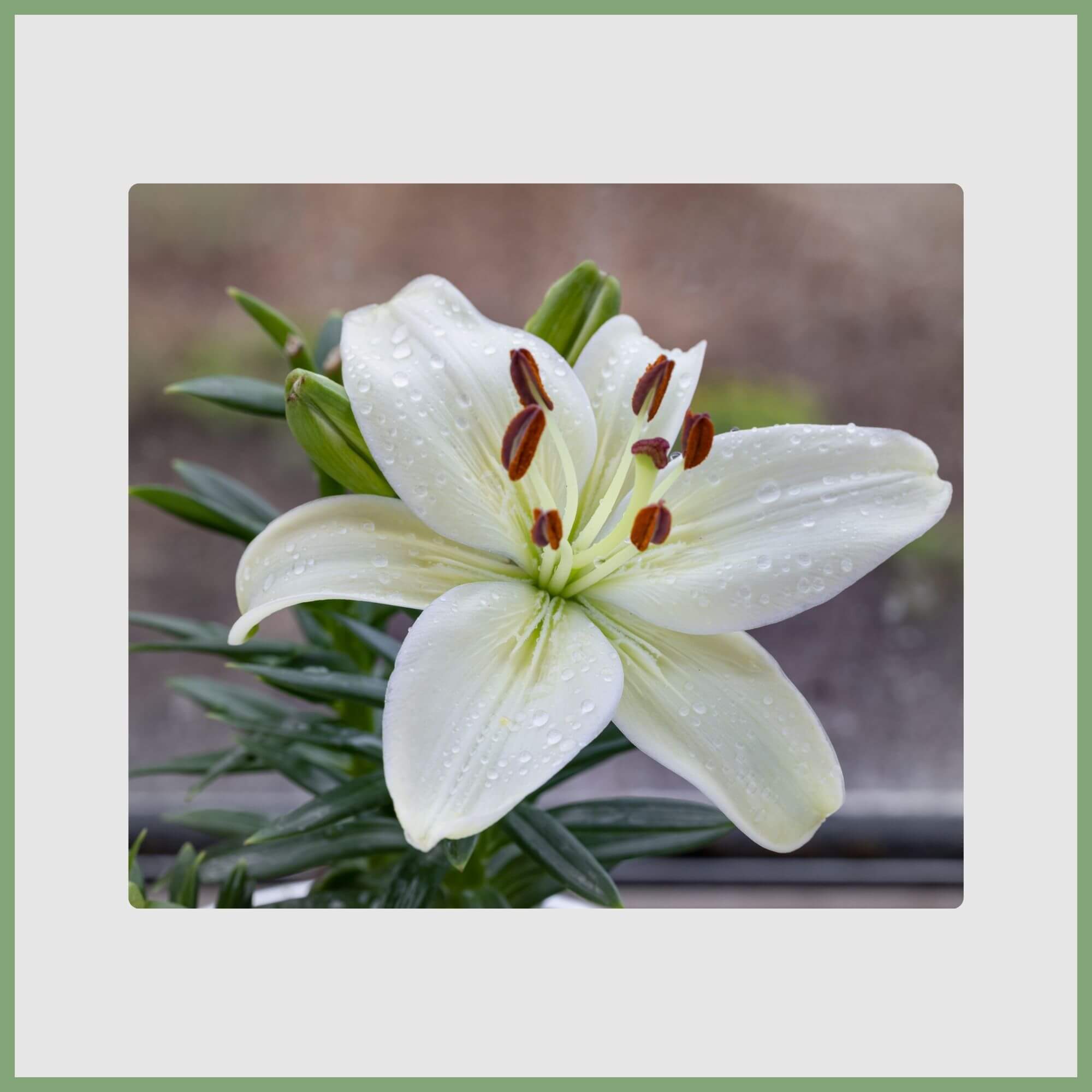 Close-up of a Lily (Lilium candidum) with dew