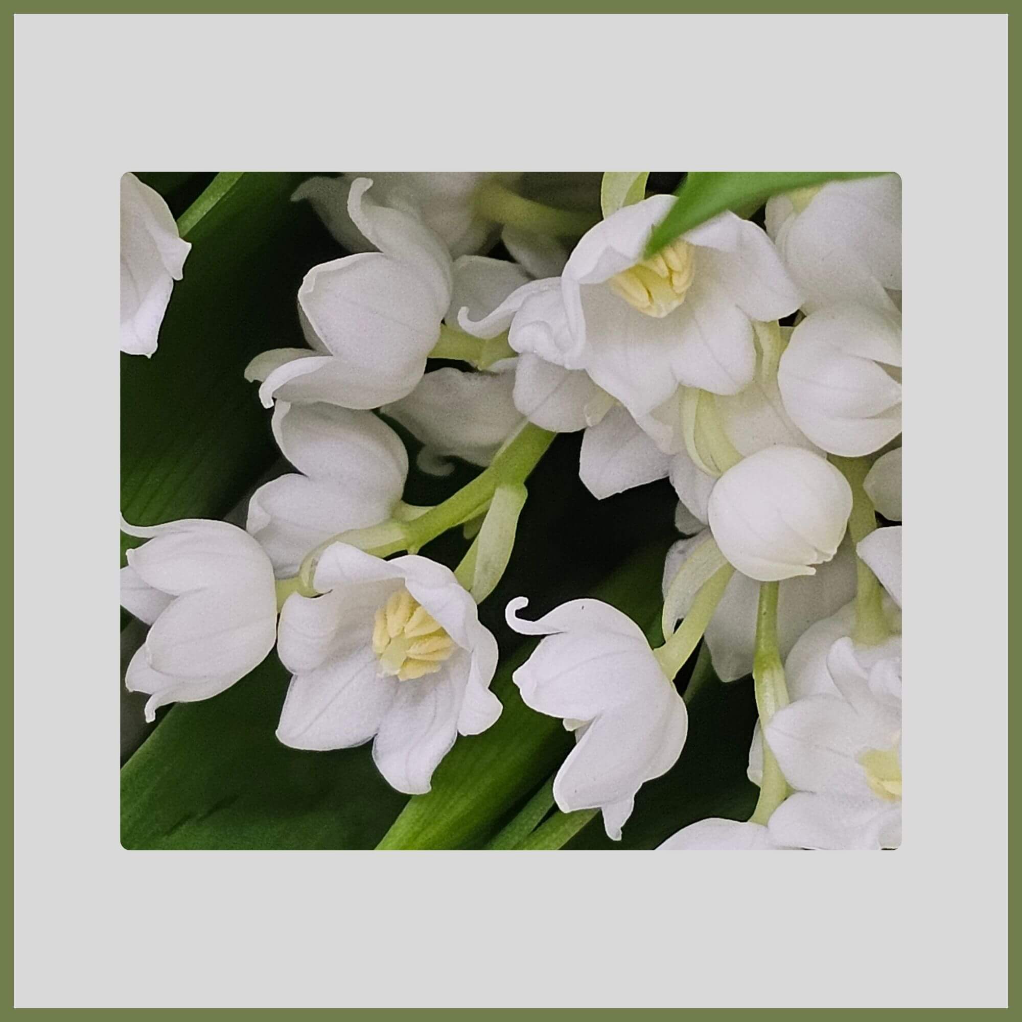 Close-up of a Lily of the Valley Tree with pendulous bell-like white flowers in spring