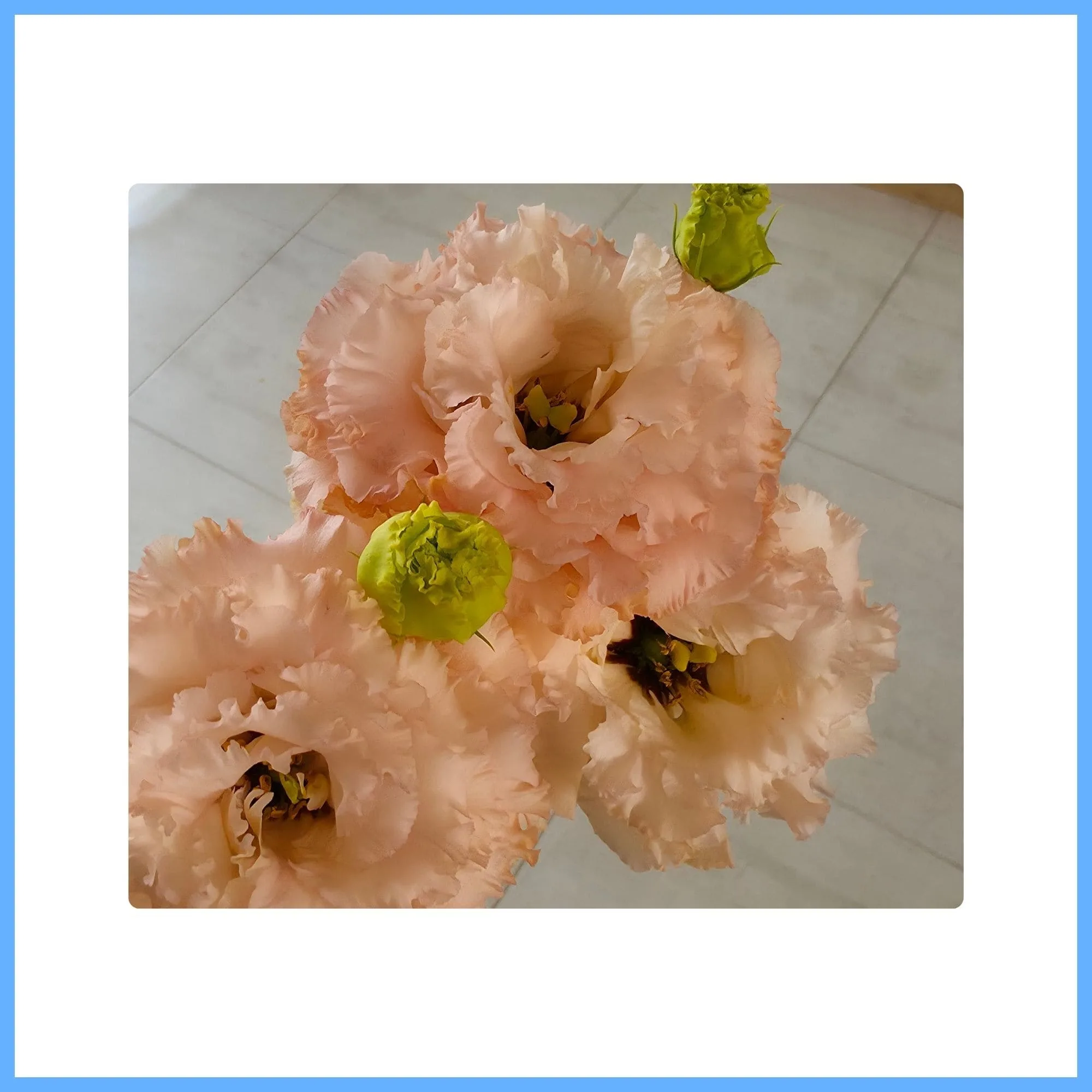 Lisianthus ‘Café au Lait’