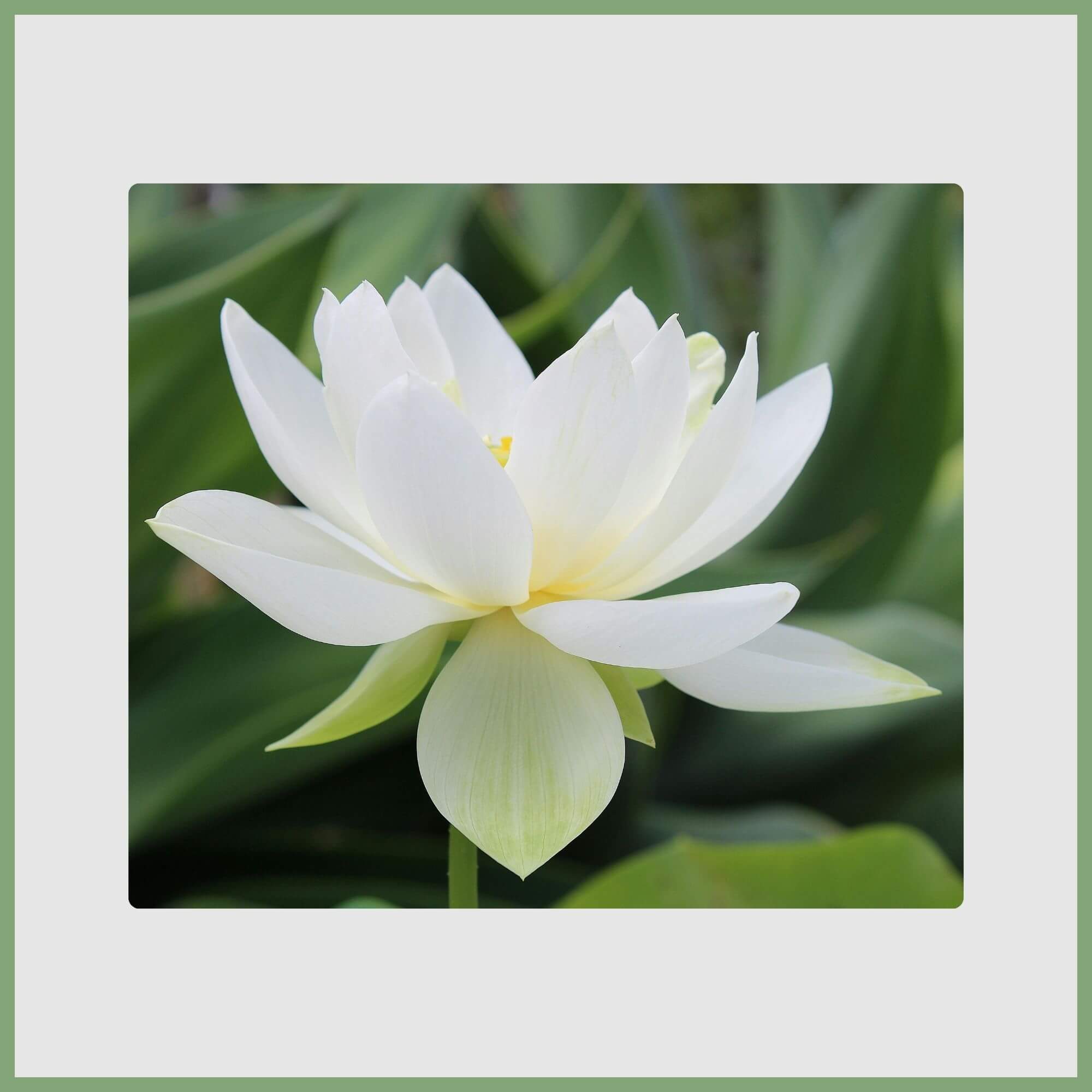 Close-up of a Lotus (Nelumbo nucifera)