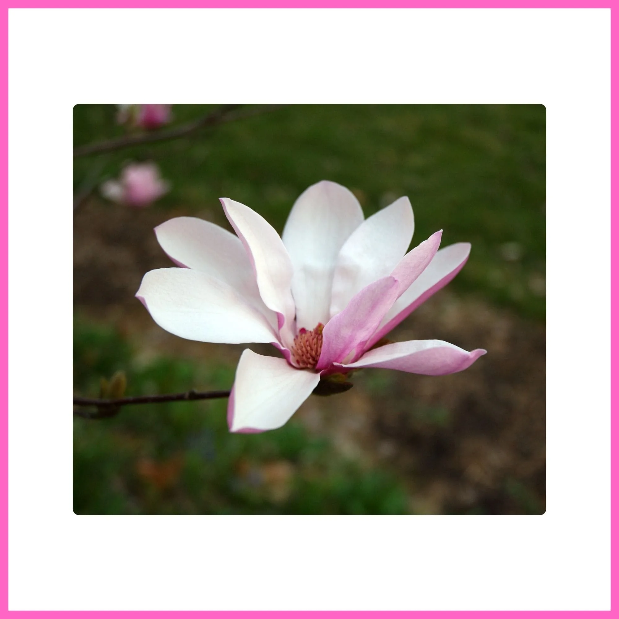 Magnolia ‘Jane’, a popular flowering tree with pink blossoms, blooming beautifully in early spring