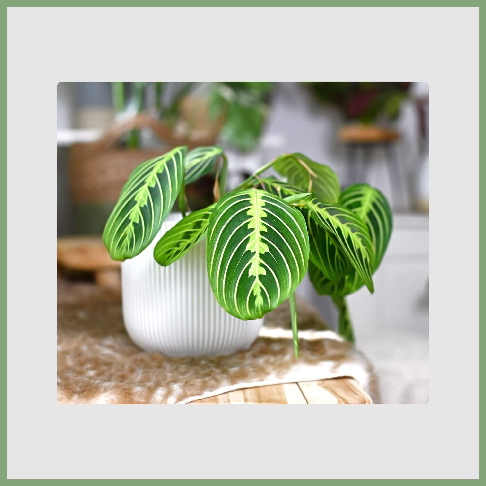 Maranta (Maranta leuconeura)