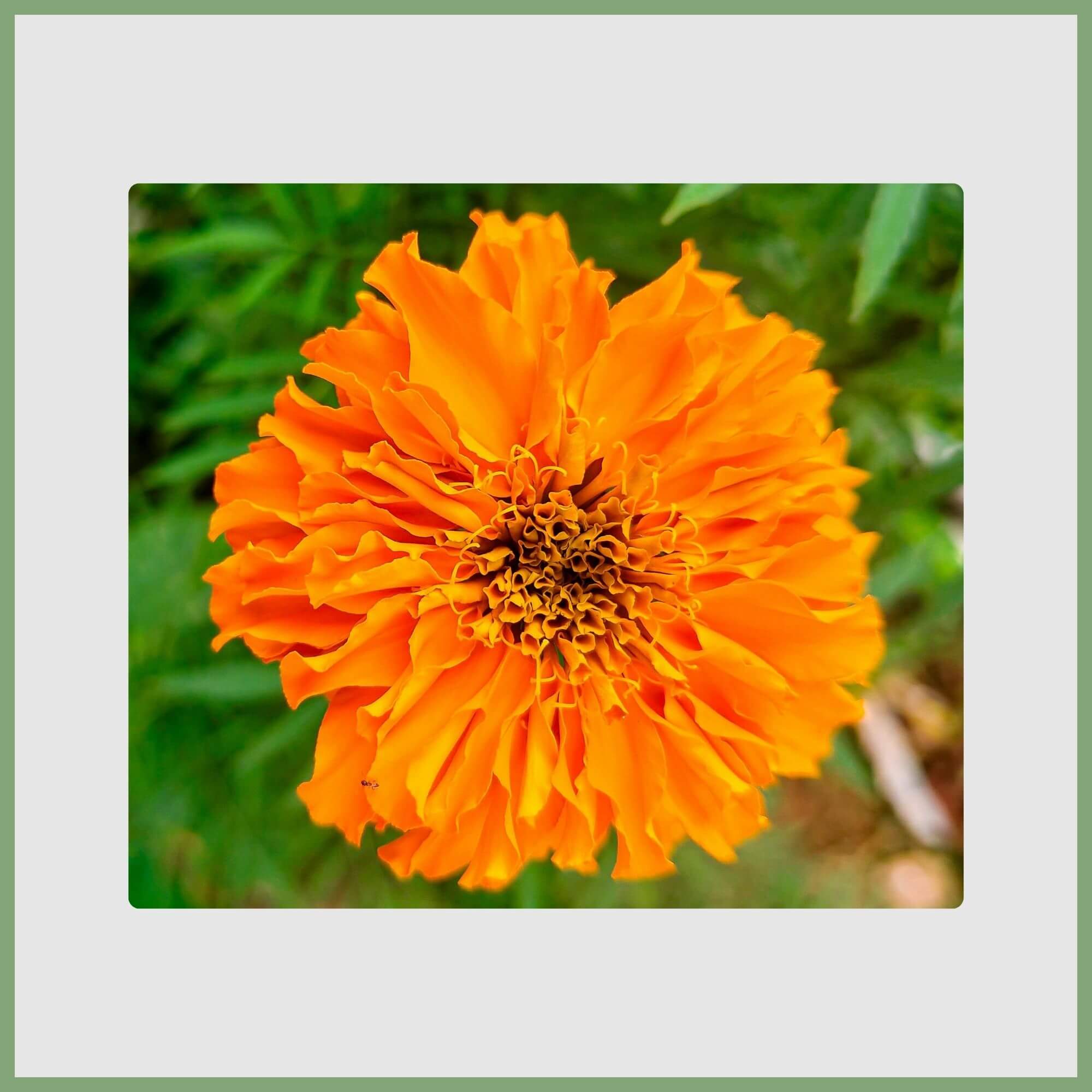 Clsoe-up of a Marigold (Tagetes erecta)