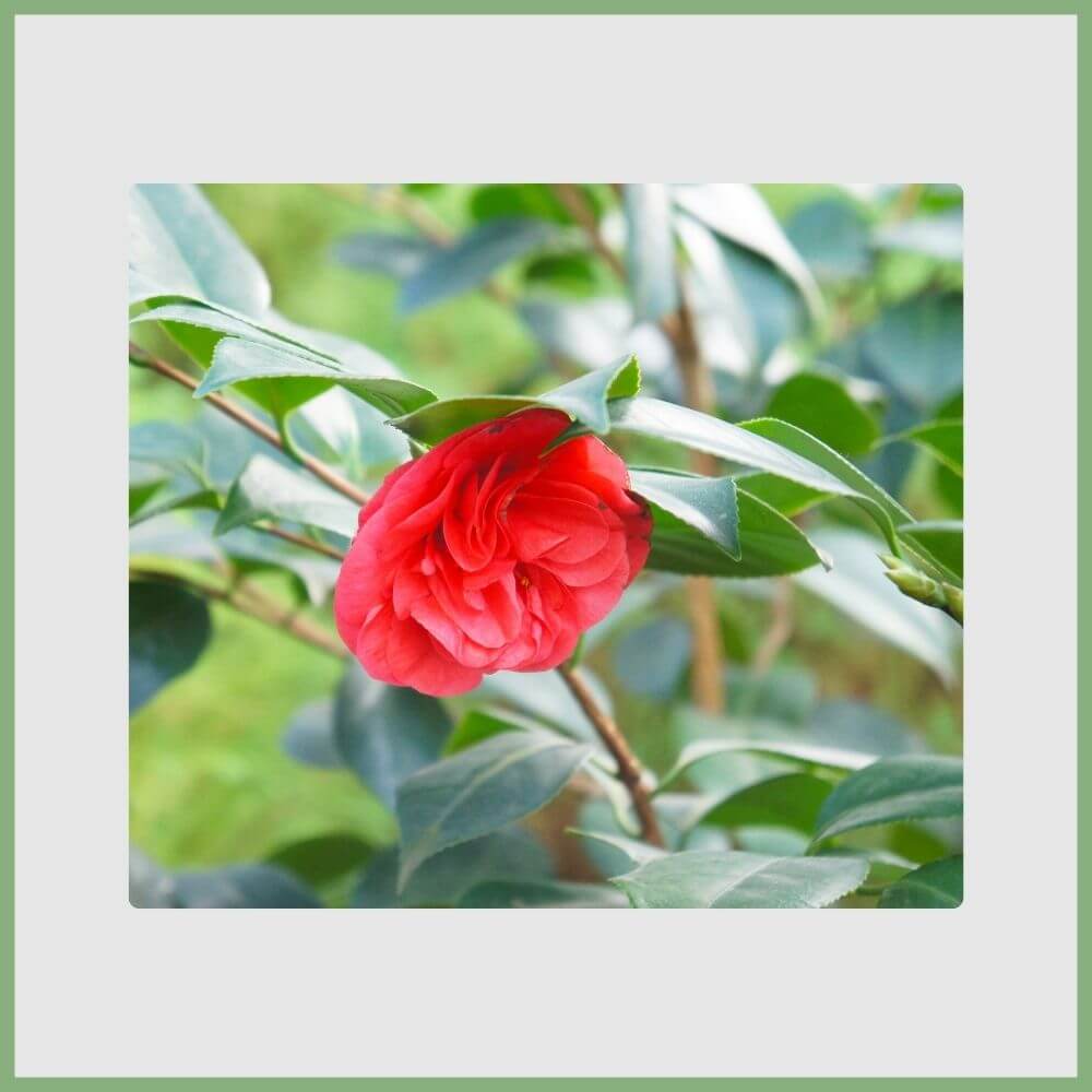 Middlemist Red (Camellia japonica) deep pink camellia bloom