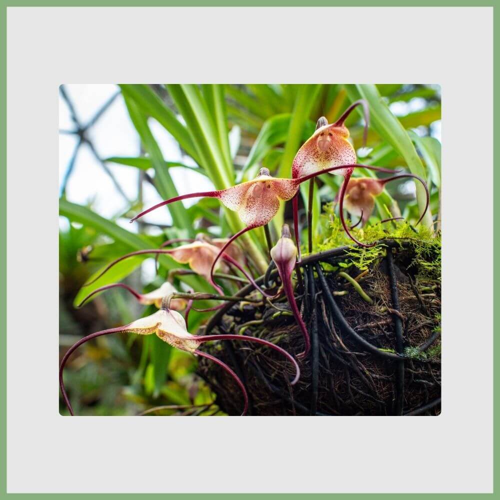 Monkey Orchid (Dracula simia) with petals shaped like a monkey’s face