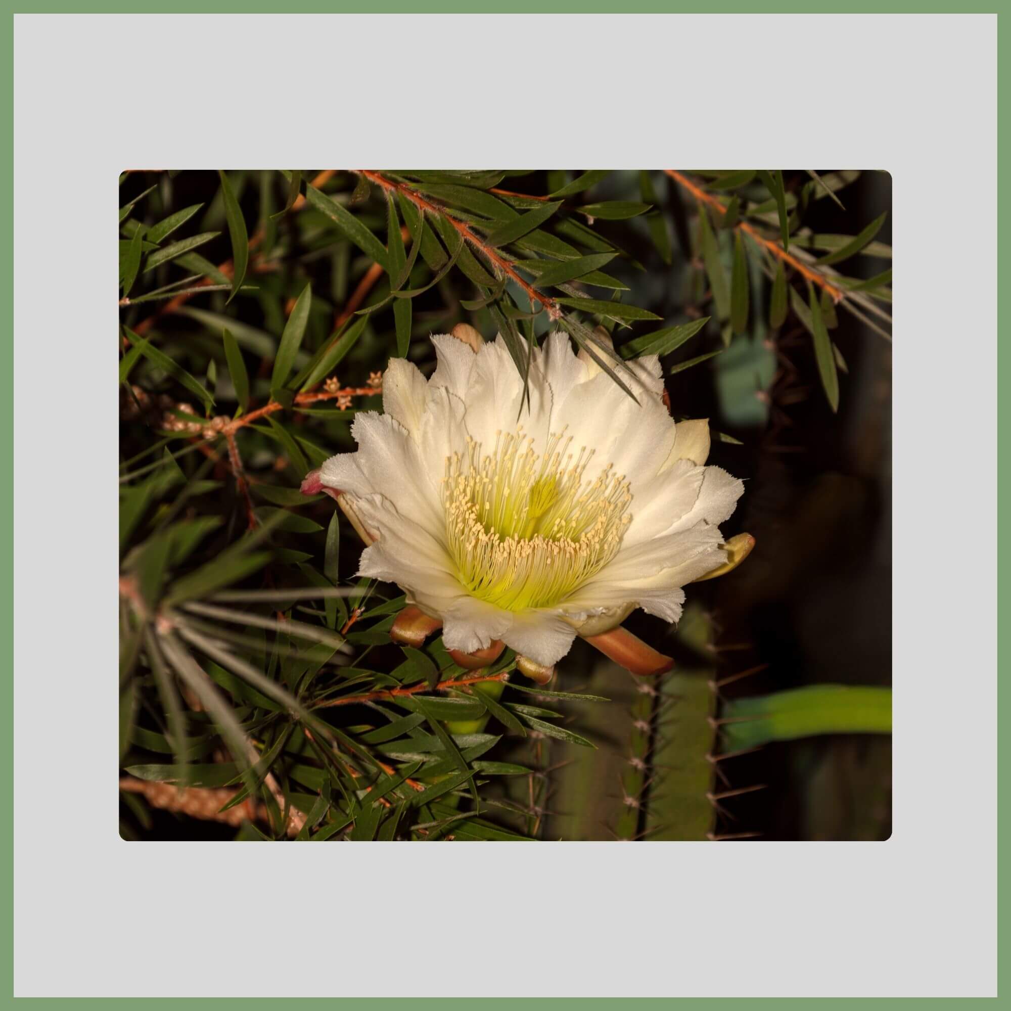 Close-up of a Moon Cactus flower (Gymnocalycium mihanovichii) with white and yellow bloom on grafted stems