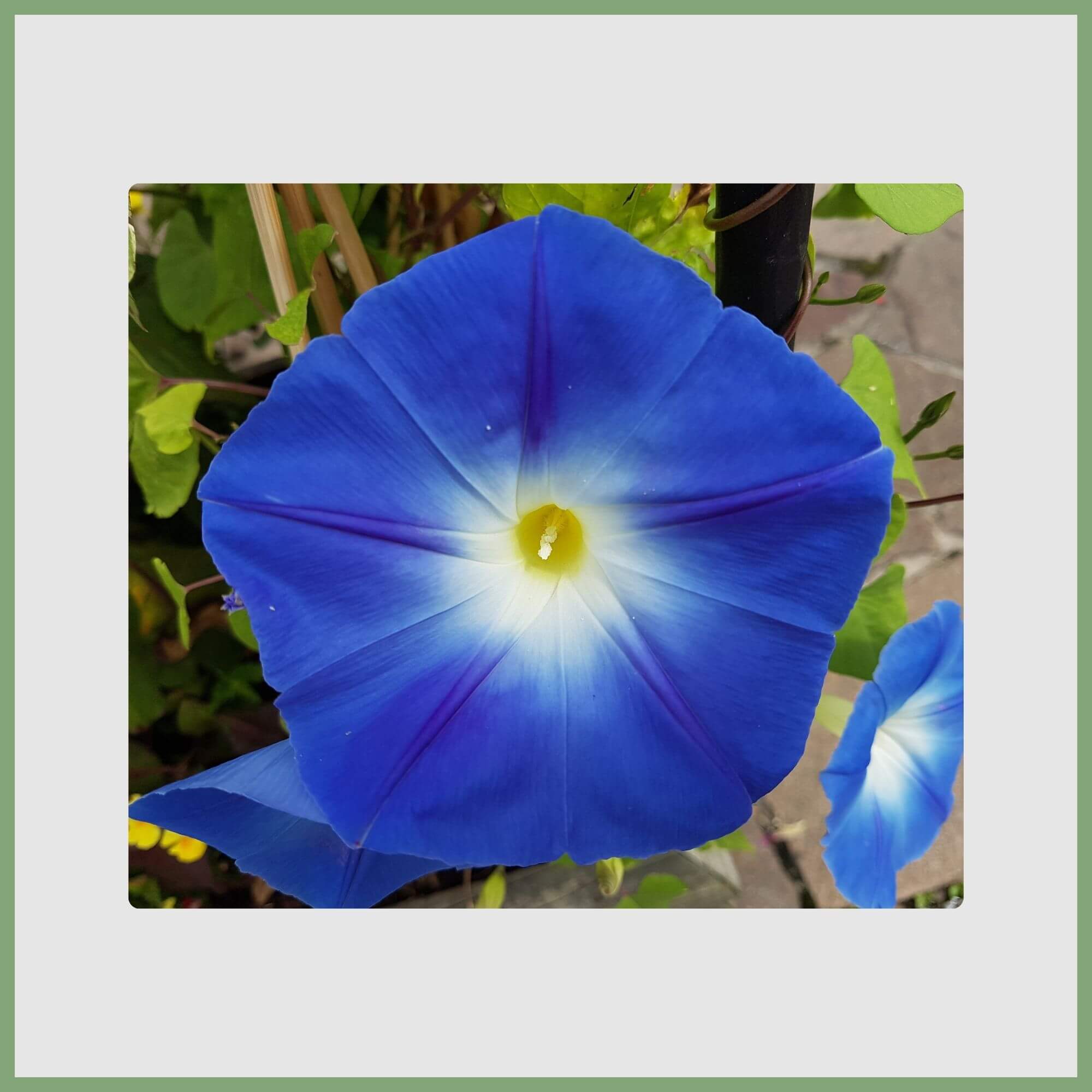 Close-up of a Morning Glory (Ipomoea purpurea)