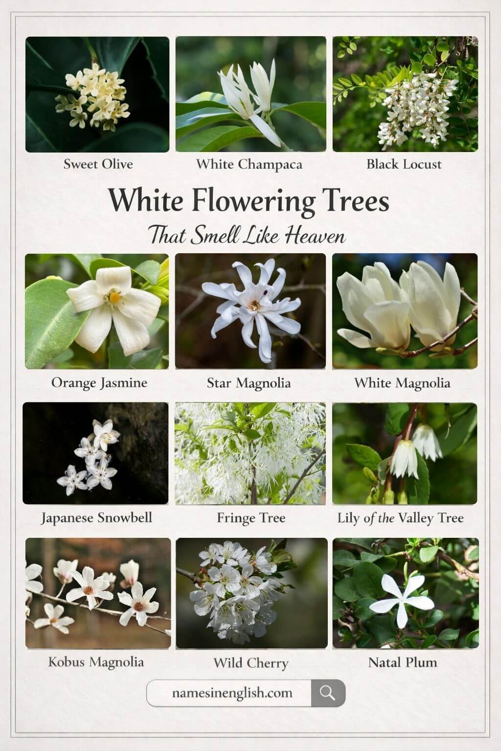 Names of White Flowering Trees