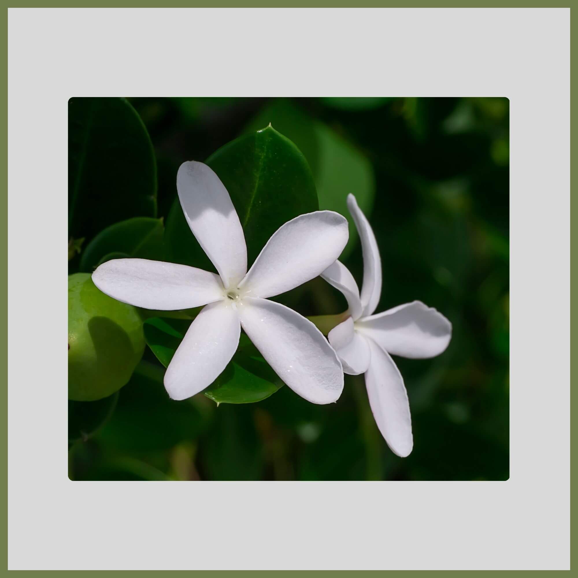 Close-up of a Natal Plum with waxy white star-shaped flowers and glossy evergreen leaves in spring