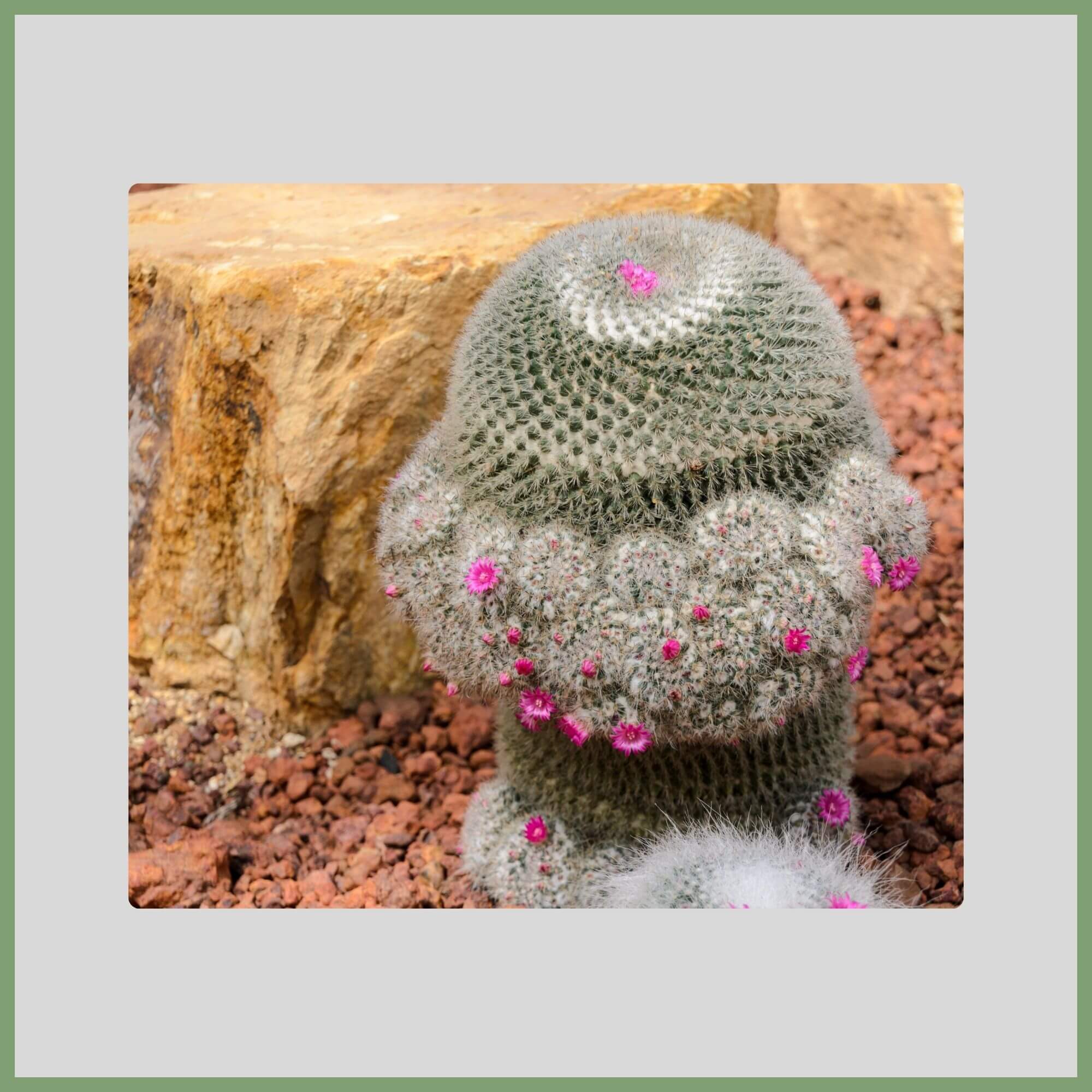 Close-up of an Old Lady Cactus flower (Mammillaria hahniana) covered in white spines and crowned with pink blooms