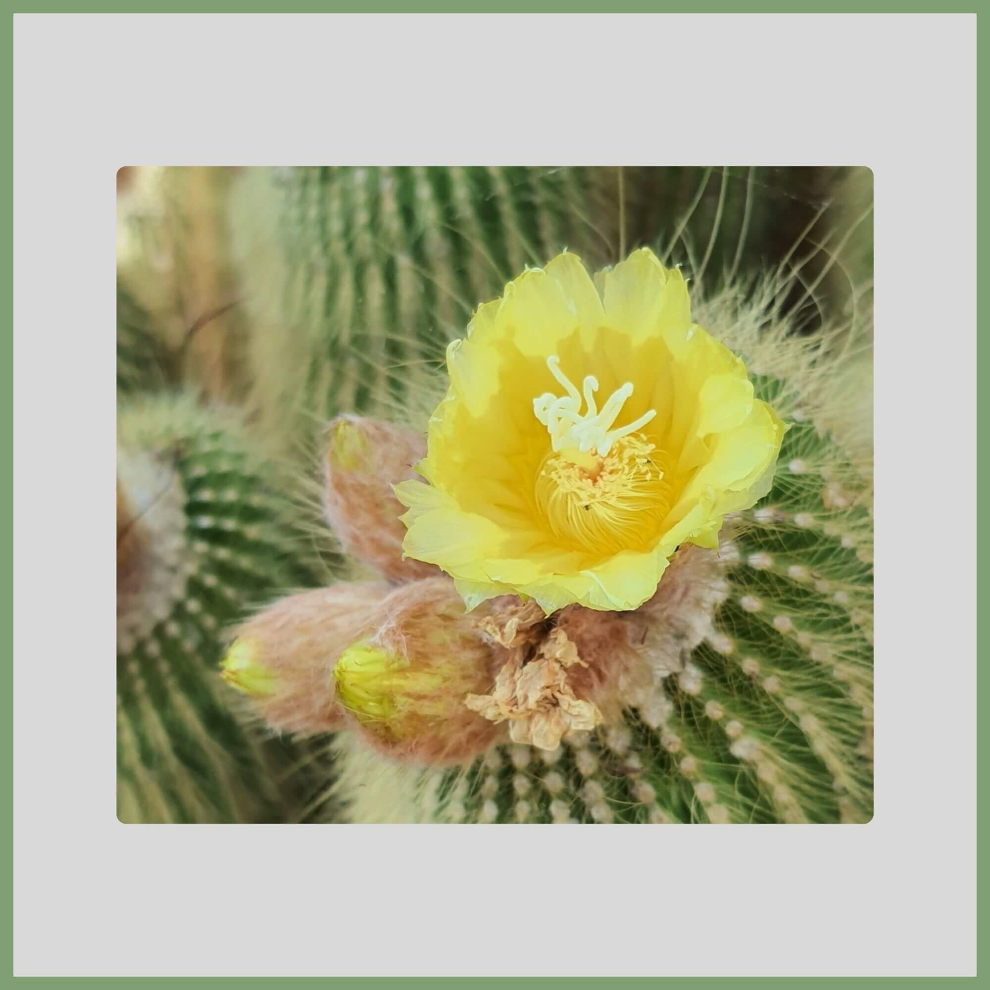 Close-up of a Parodia Cactus flower (Parodia leninghausii) with small yellow flowers atop golden cylindrical stems