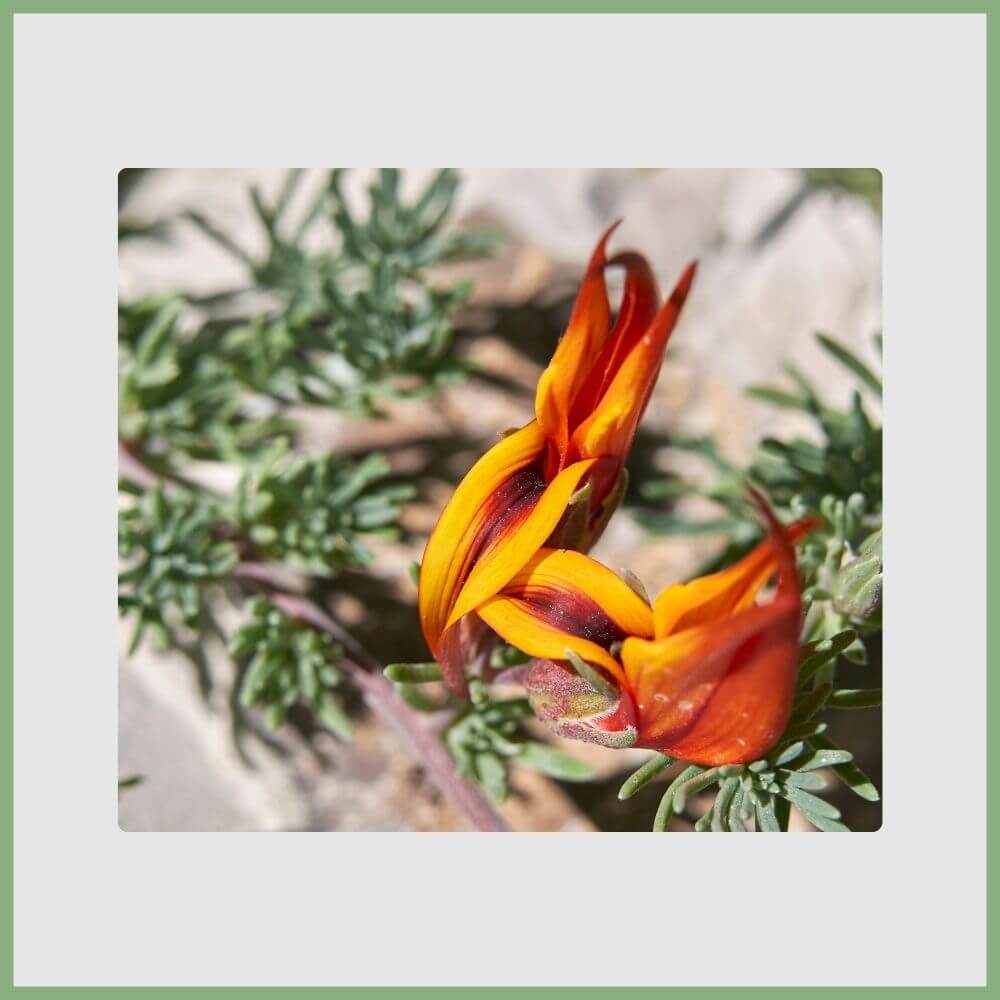 Parrot’s Beak (Lotus berthelotii) with orange curved flowers