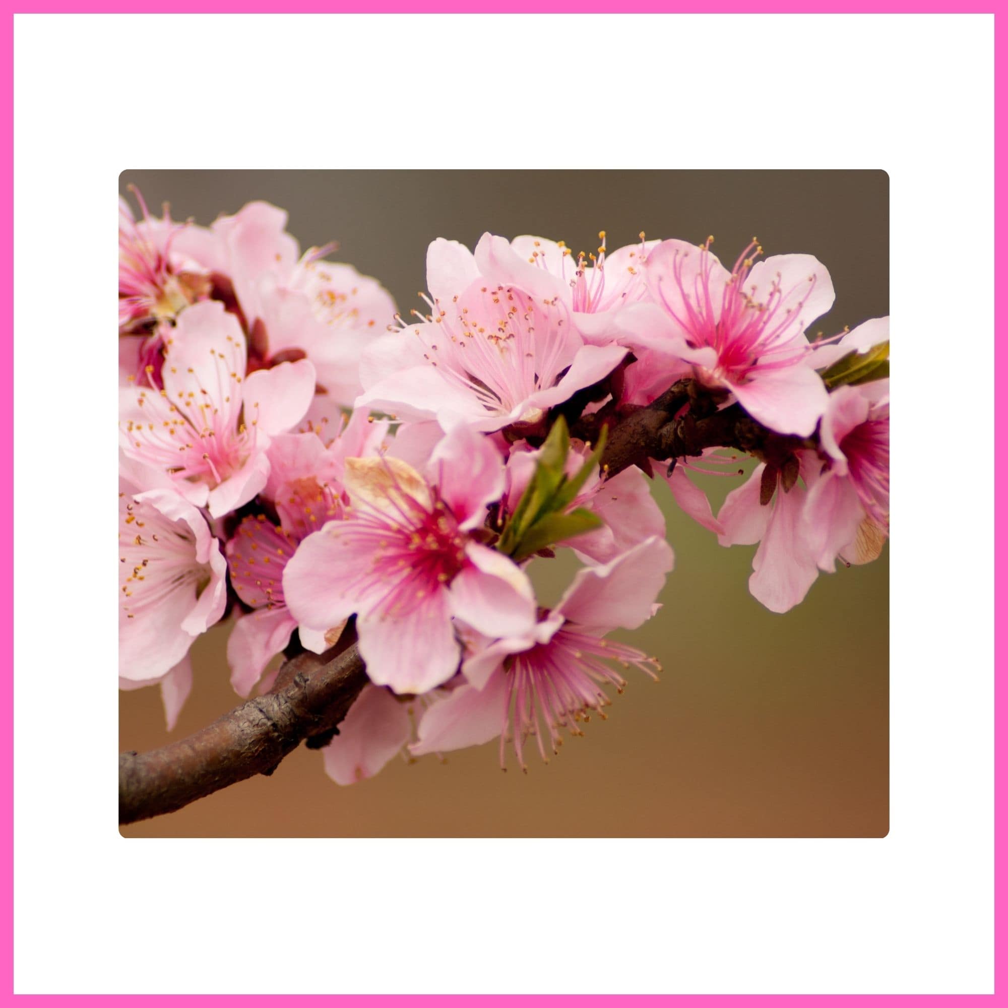 Peach Tree covered with pink blossoms, one of the most beautiful flowering trees with pink blossoms in spring