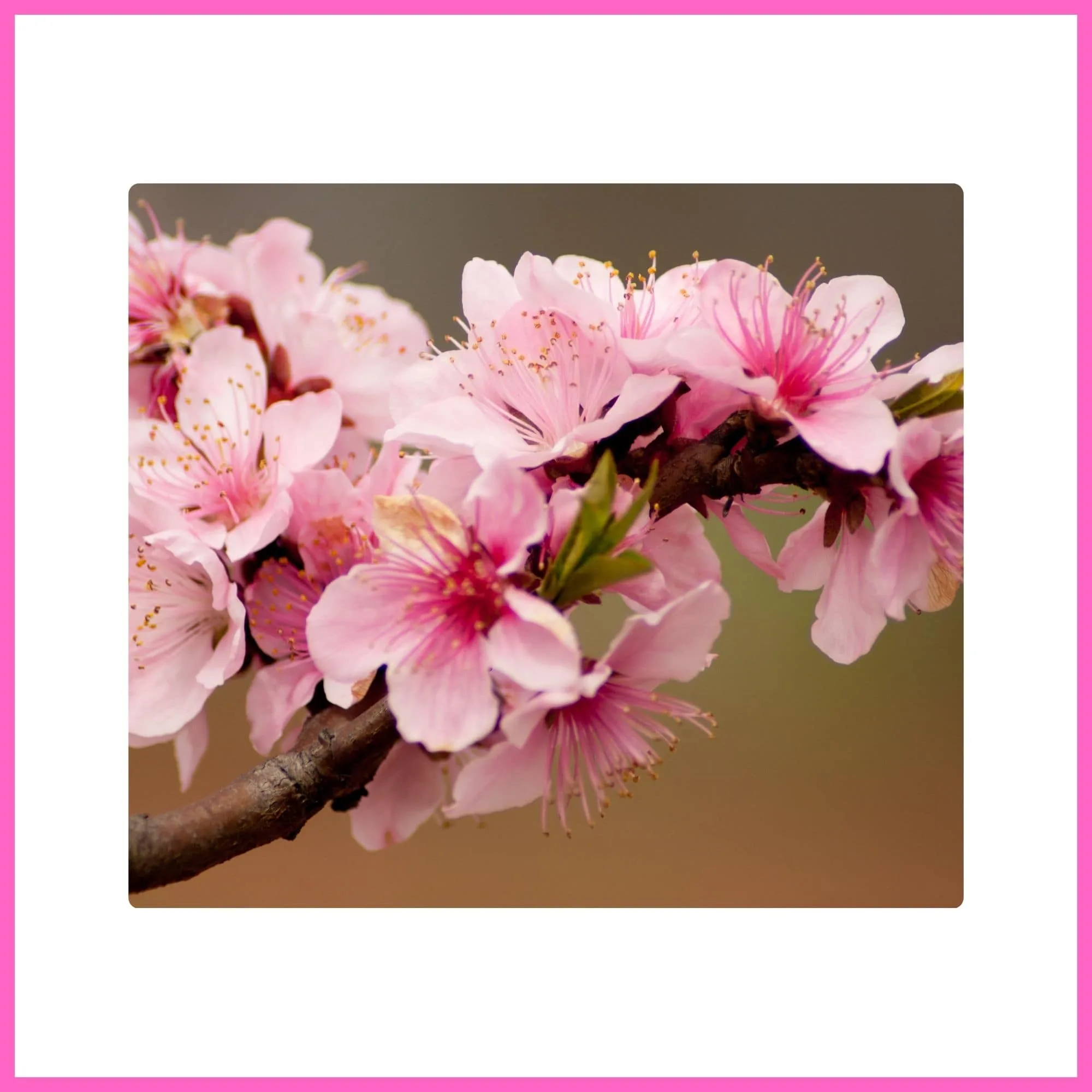 Peach Tree covered with pink blossoms, one of the most beautiful flowering trees with pink blossoms in spring