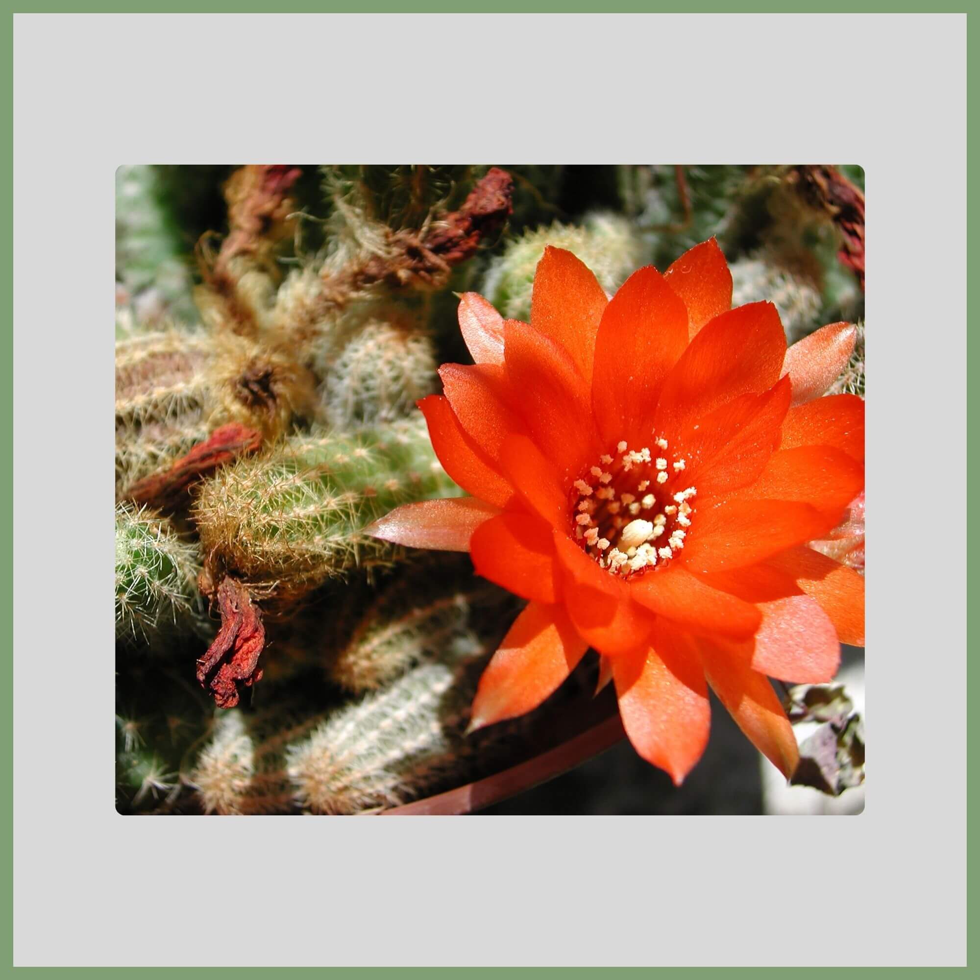 Close-up of a Peanut Cactus flower (Echinopsis chamaecereus) with orange-red bloom in spring