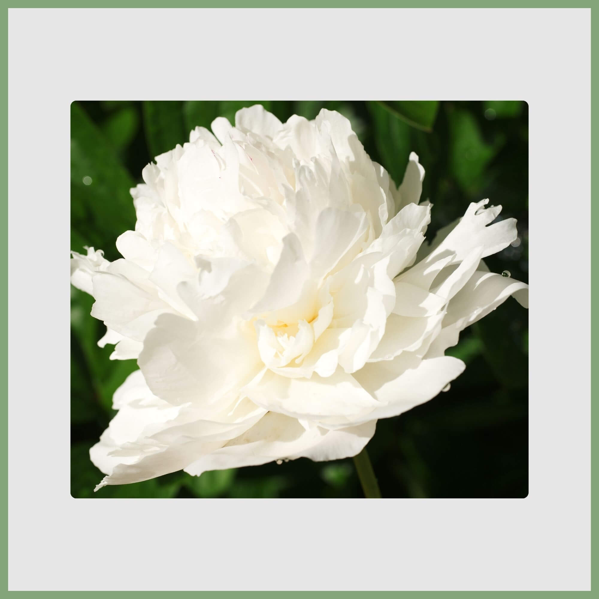 Close-up of a white Peony (Paeonia lactiflora)