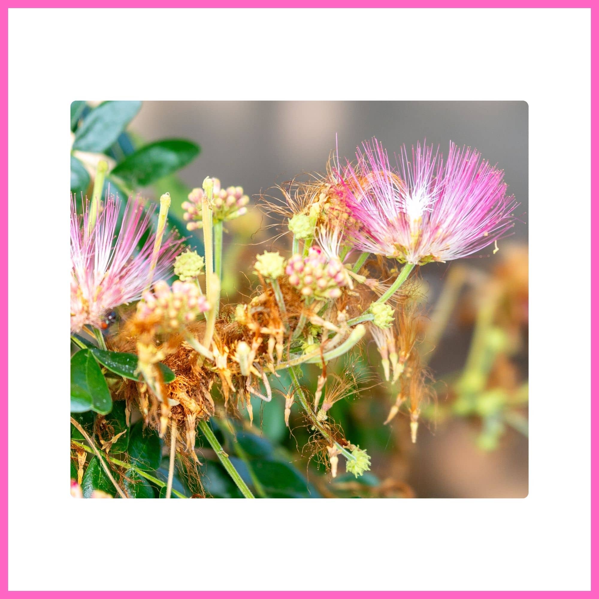 Persian Silk Tree with feathery pink blossoms, one of the most beautiful flowering trees with pink blossoms