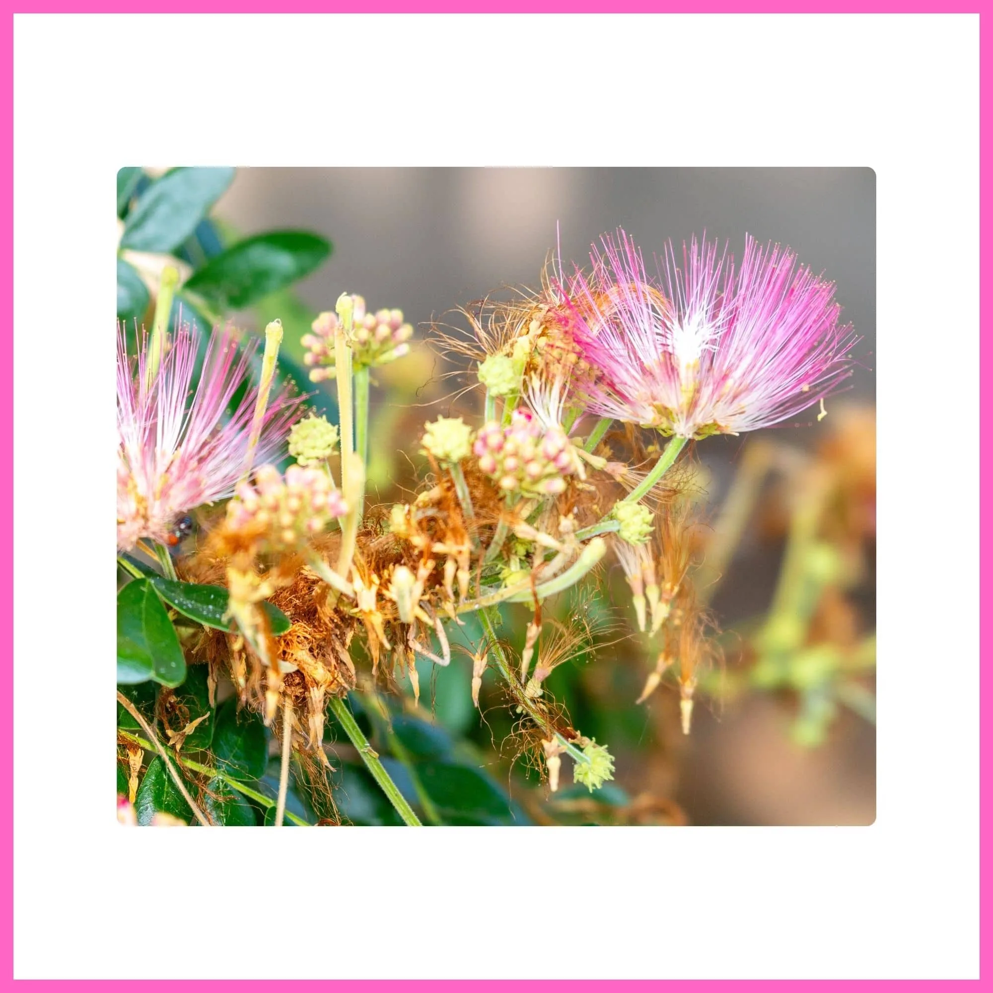 Persian Silk Tree with feathery pink blossoms, one of the most beautiful flowering trees with pink blossoms