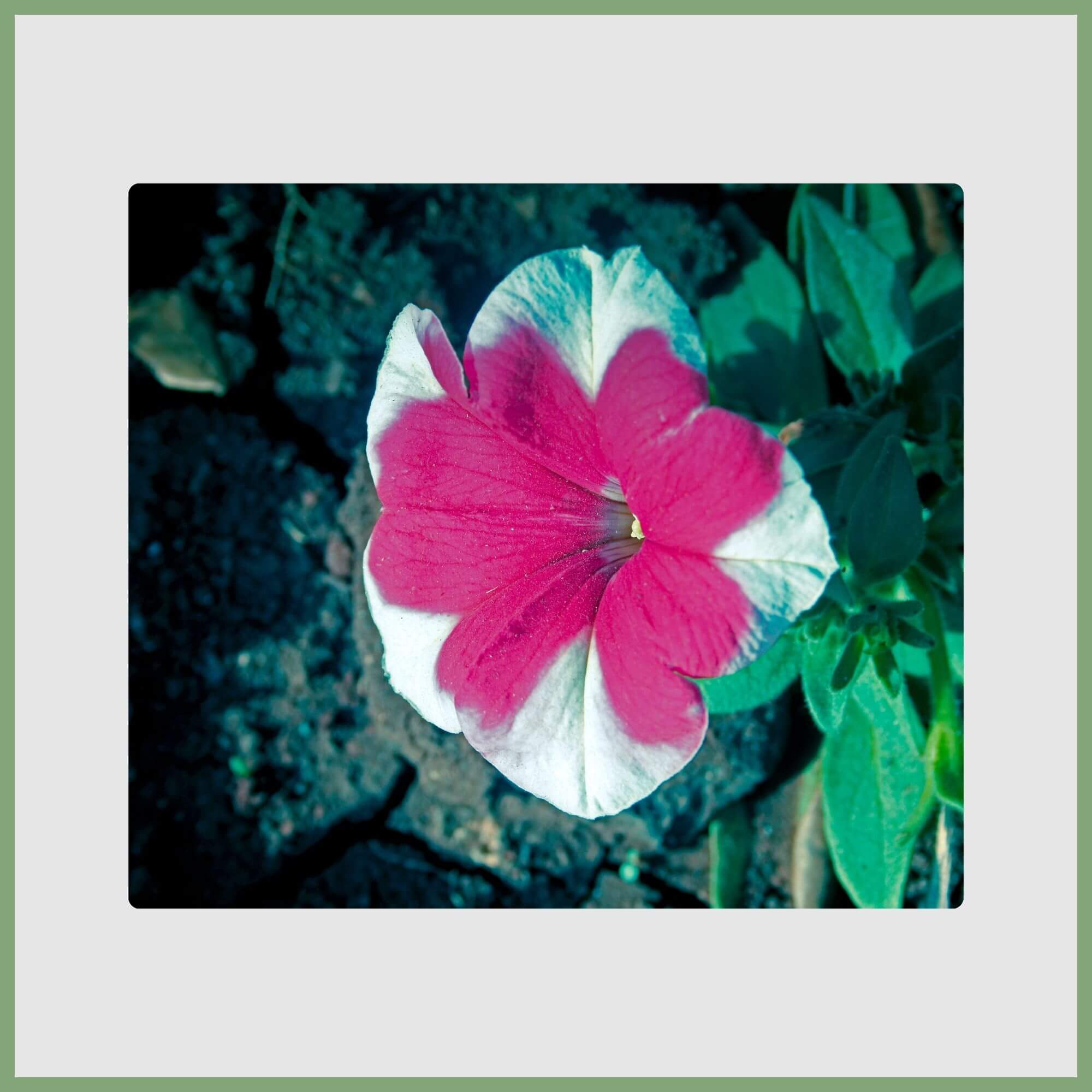 Petunia (Petunia hybrida)
