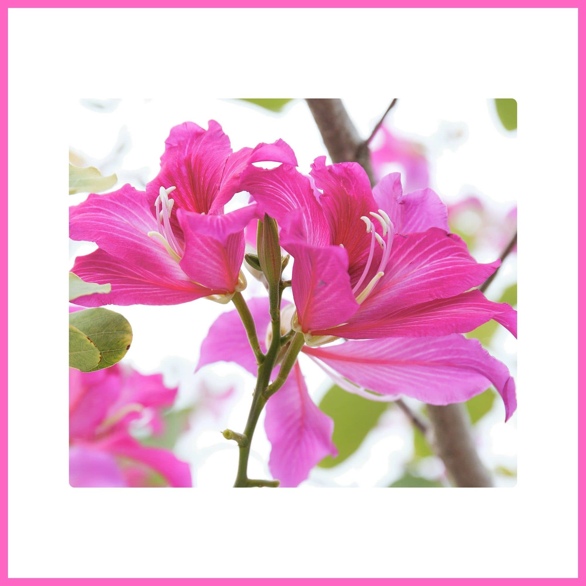 Pink Bauhinia tree with large pink blossoms, one of the most beautiful flowering trees with pink blossoms