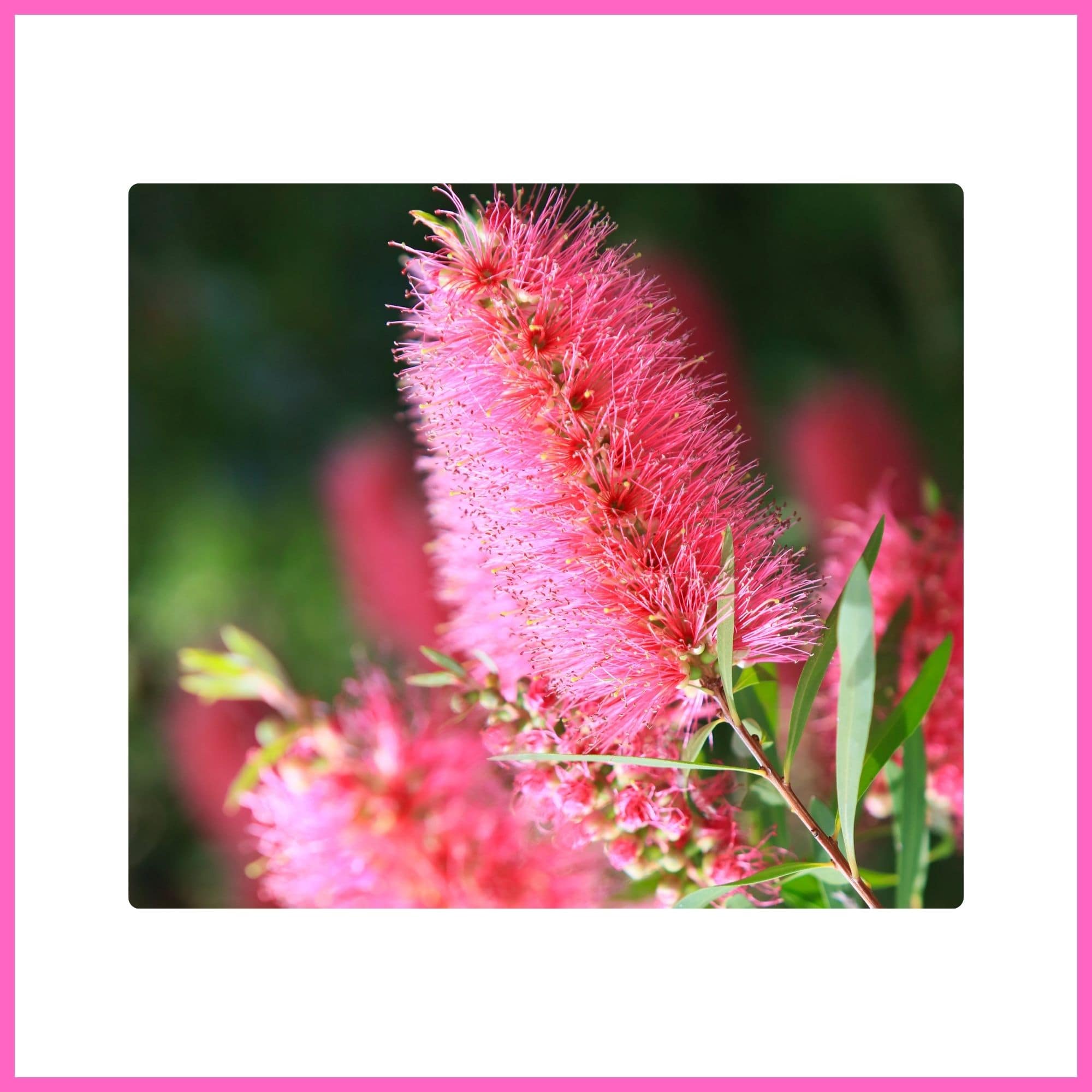 Pink Bottlebrush Tree with vibrant pink blossoms, one of the most beautiful flowering trees with pink blossoms