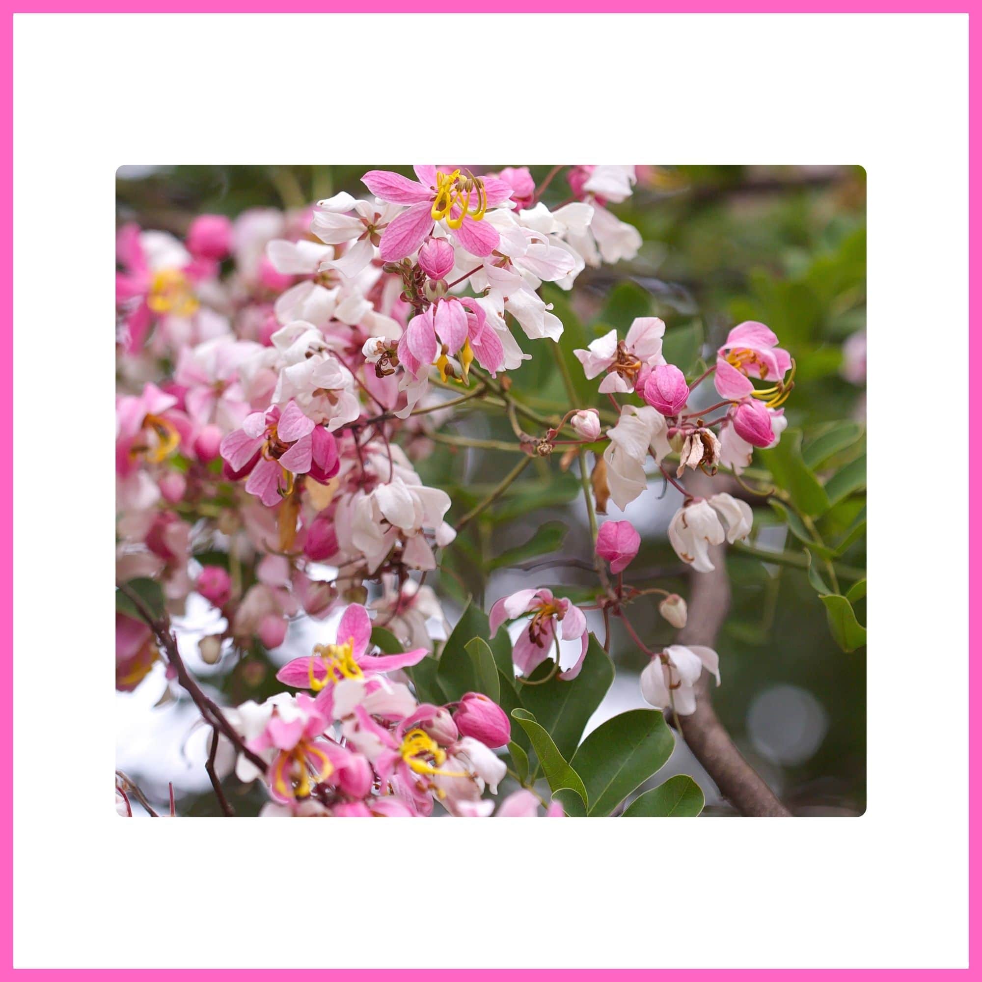 Pink Cassia tree with vibrant pink blossoms, one of the most beautiful flowering trees with pink blossoms