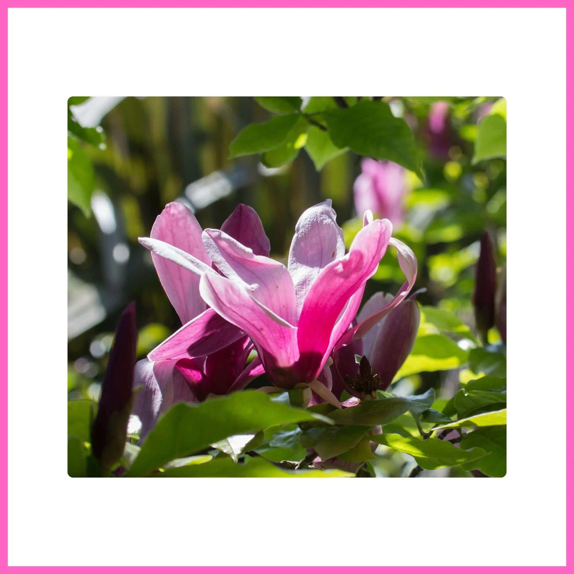 Pink Magnolia ‘Susan’ blooming with large pink flowers, a beautiful flowering tree with pink blossoms