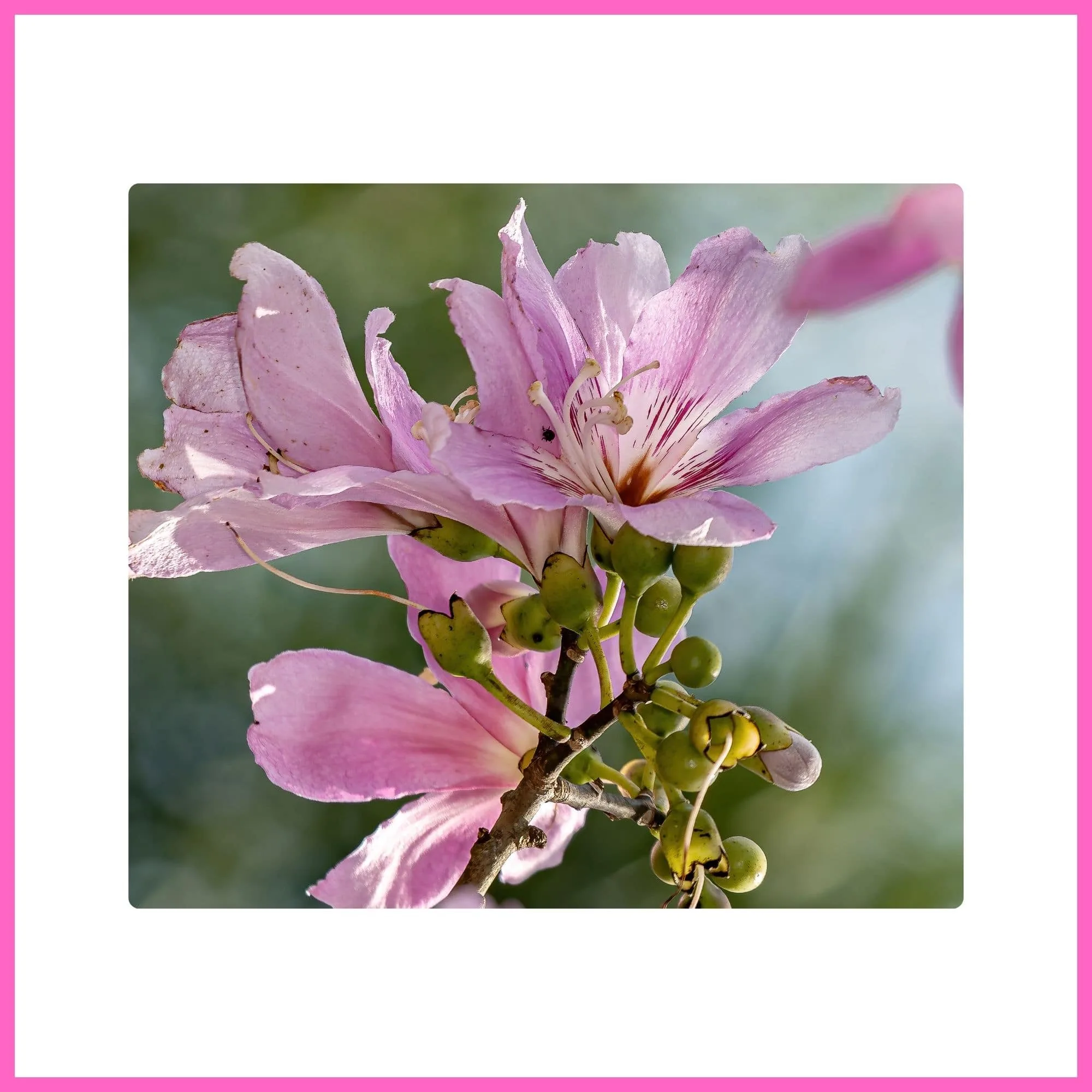 Pink Silk Floss Tree with large pink blossoms, one of the most beautiful flowering trees with pink blossoms