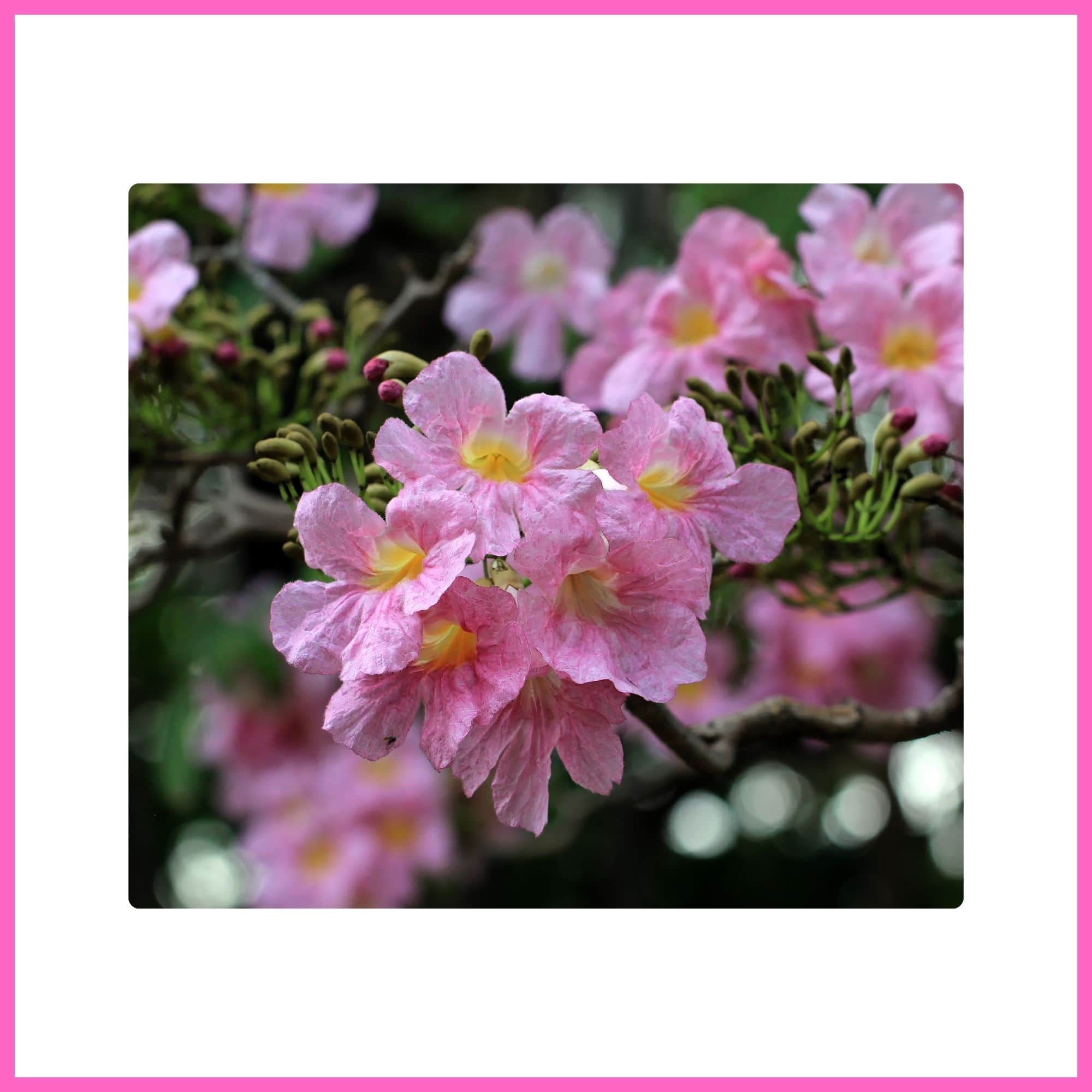 Pink Trumpet Tree covered with pink blossoms, one of the most beautiful flowering trees with pink blossoms