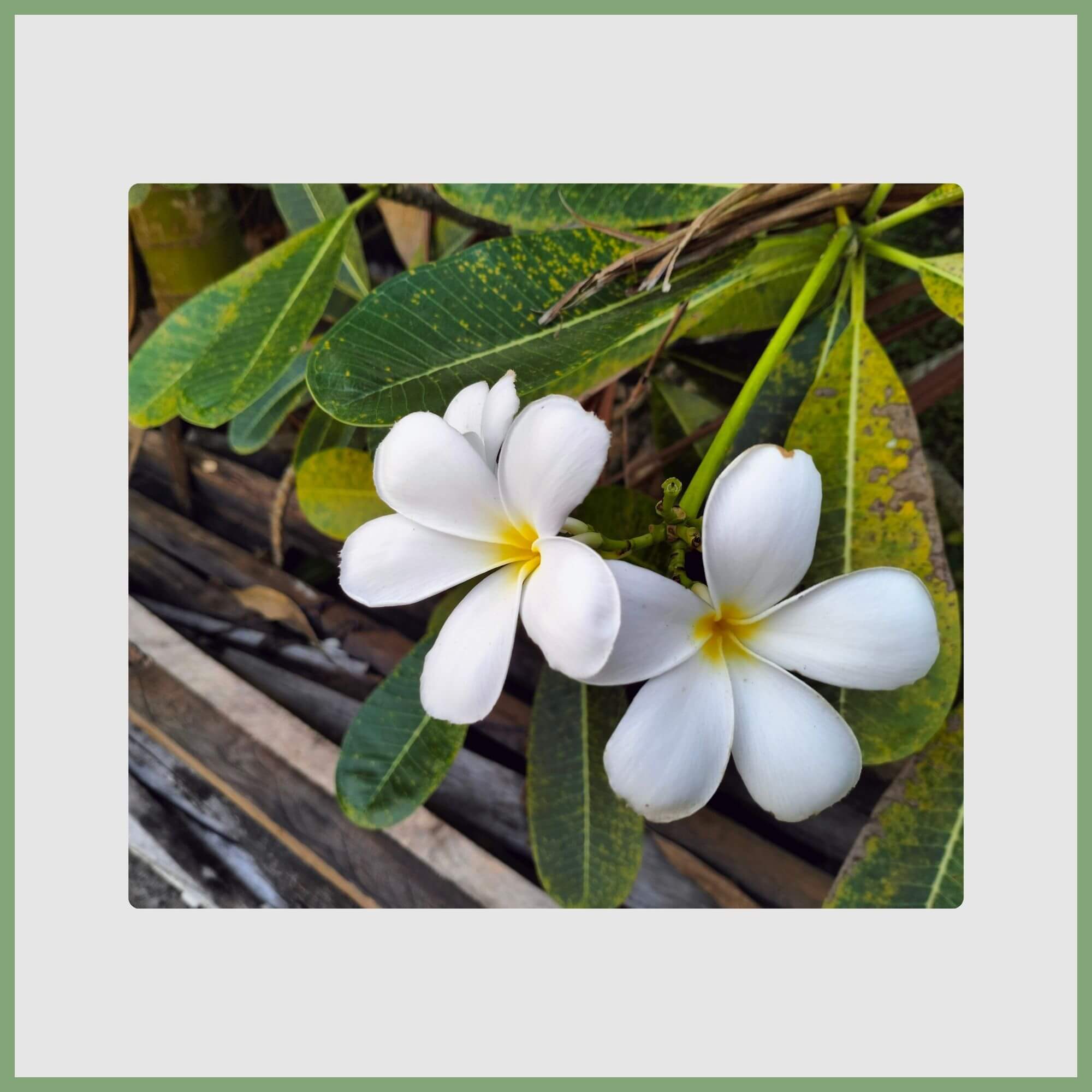 Close-up of 2 White Plumerias (Plumeria rubra)
