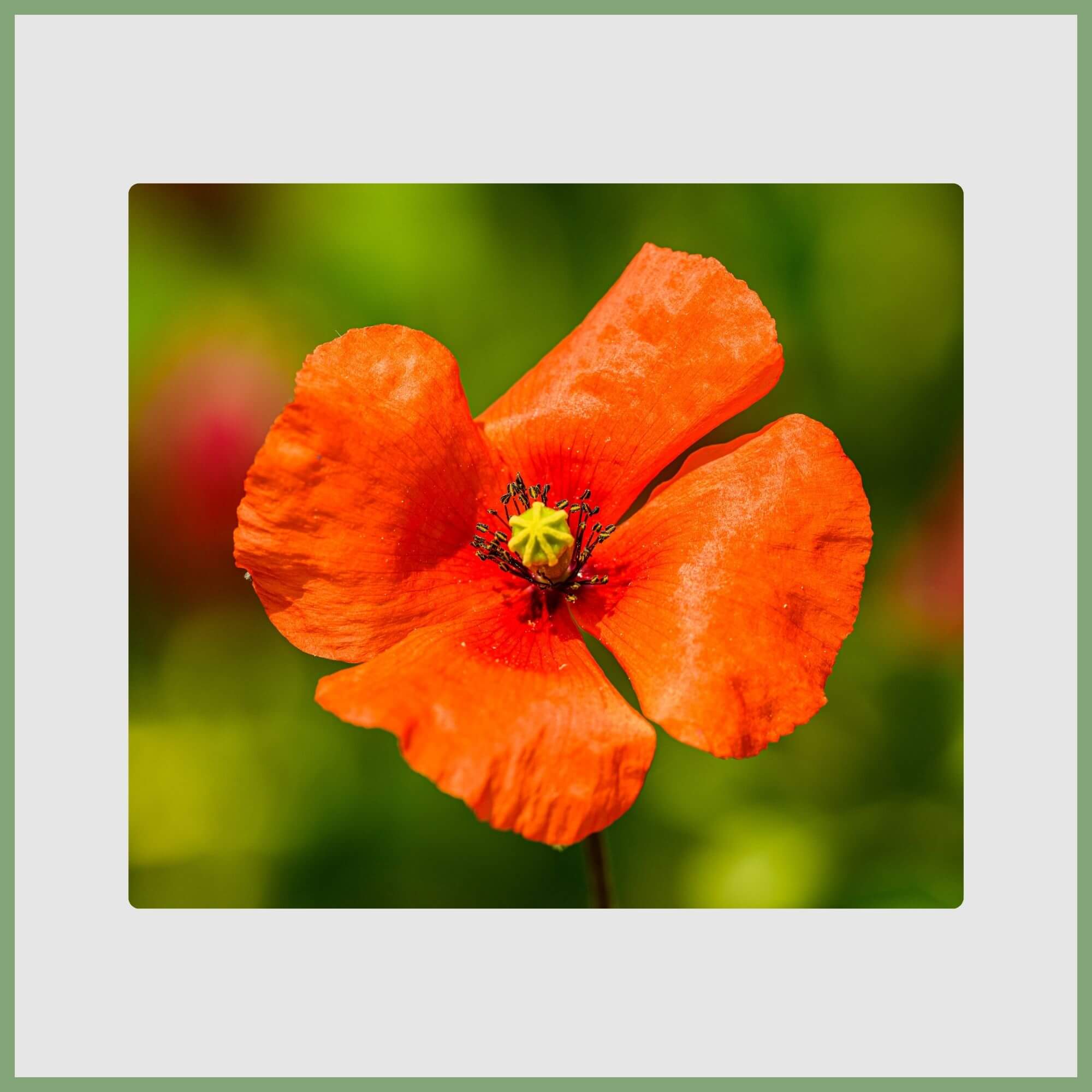 Poppy (Papaver rhoeas)