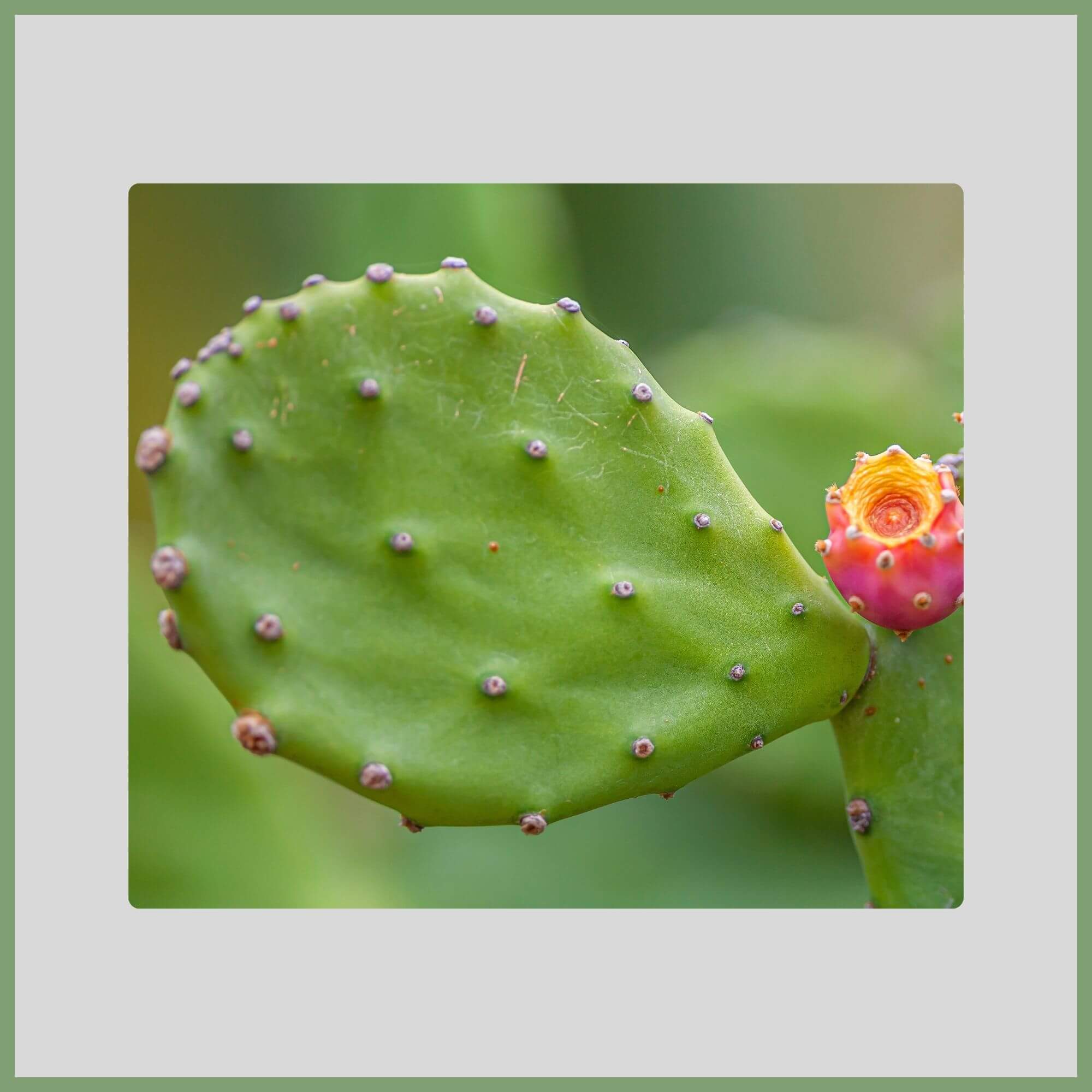 Close-up of a Prickly Pear Cactus flower (Opuntia spp.) with edible red fruit