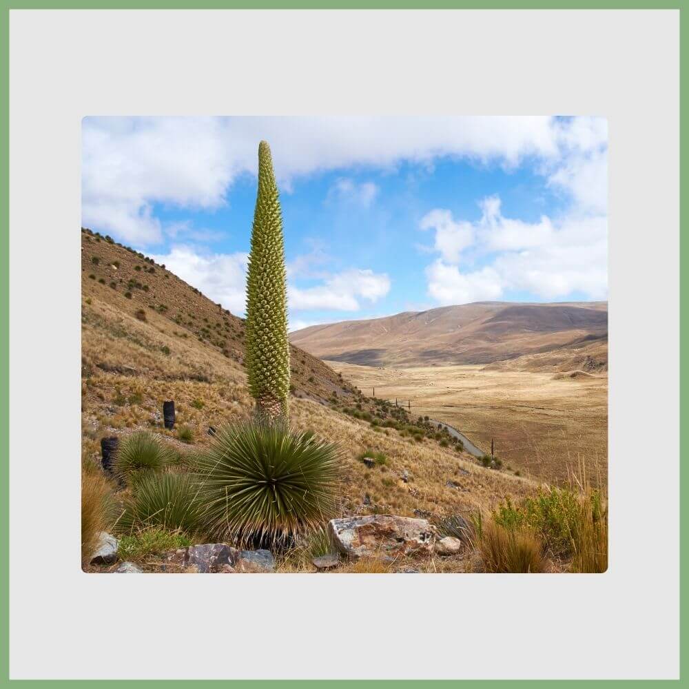 Queen of the Andes (Puya raimondii) world’s tallest flowering plant