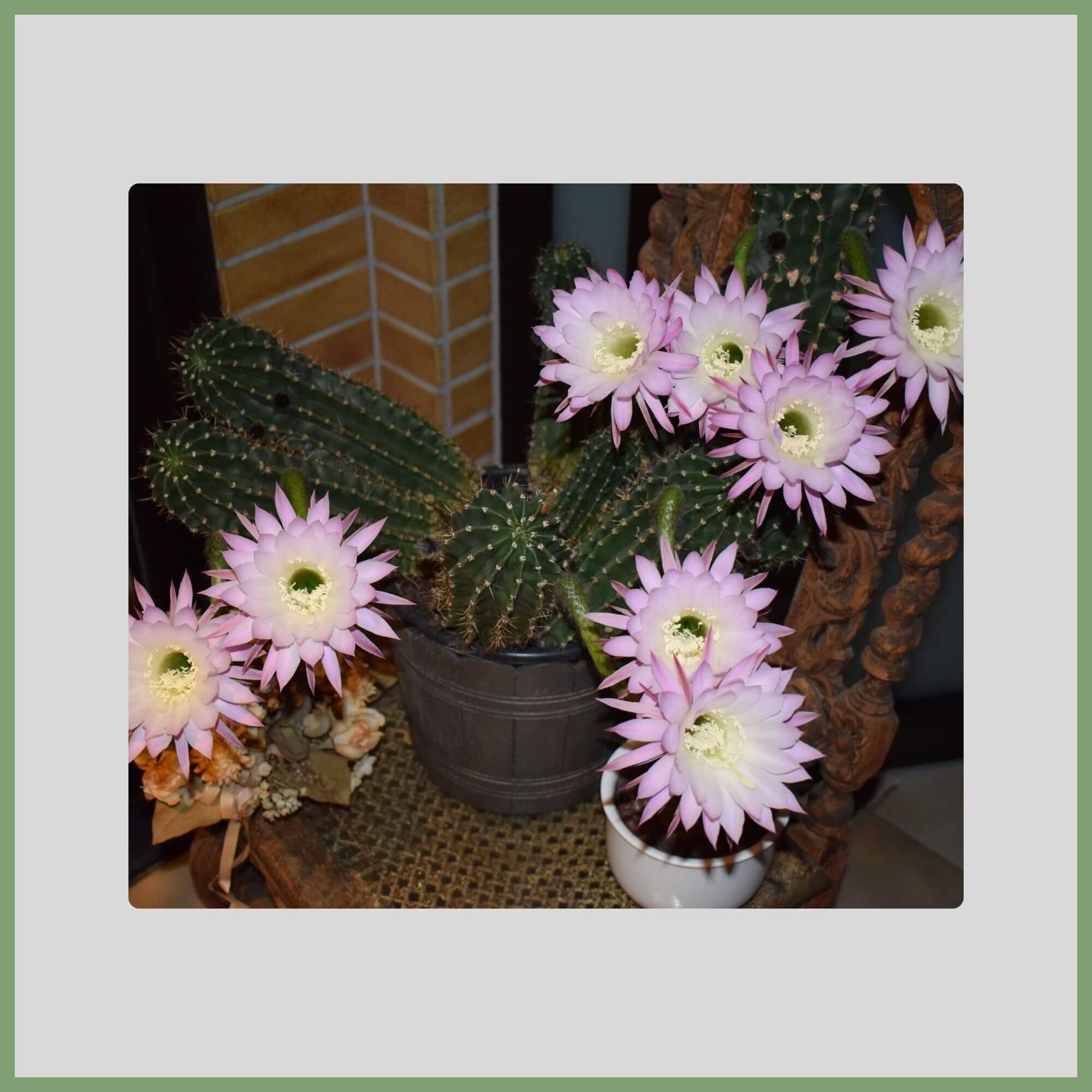 Close-up of the Queen of the Night flower (Selenicereus grandiflorus) with large white fragrant nocturnal blooms
