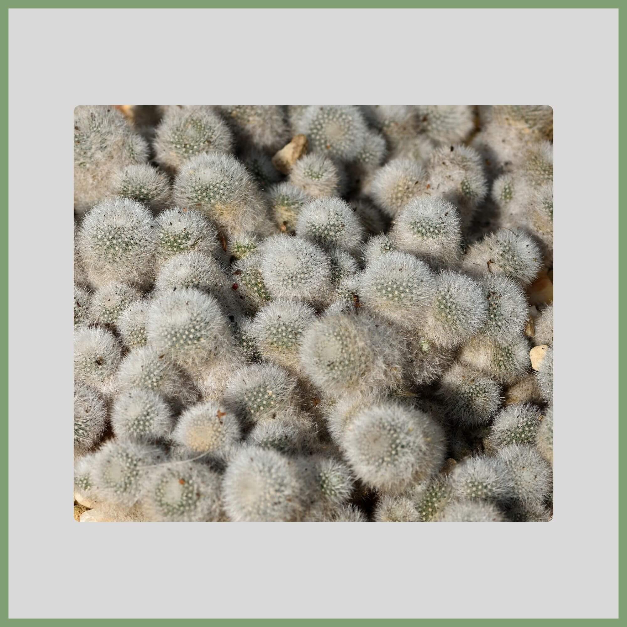 Close-up of a Rebutia Cactus flower (Rebutia fiebrigii) in clusters