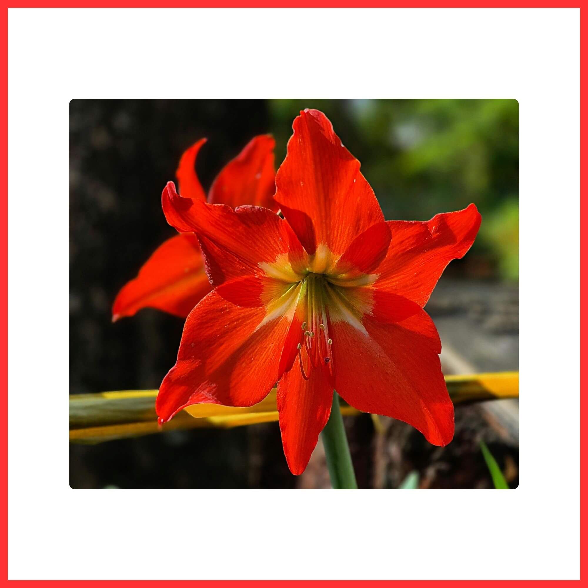 Close-up of a Red Amaryllis flower blooming indoors during winter
