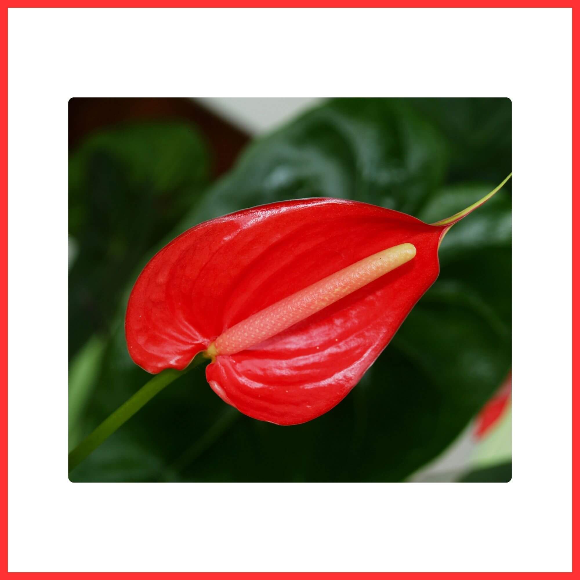 Close-up of a glossy heart-shaped red Anthurium flower, also called Flamingo Lily