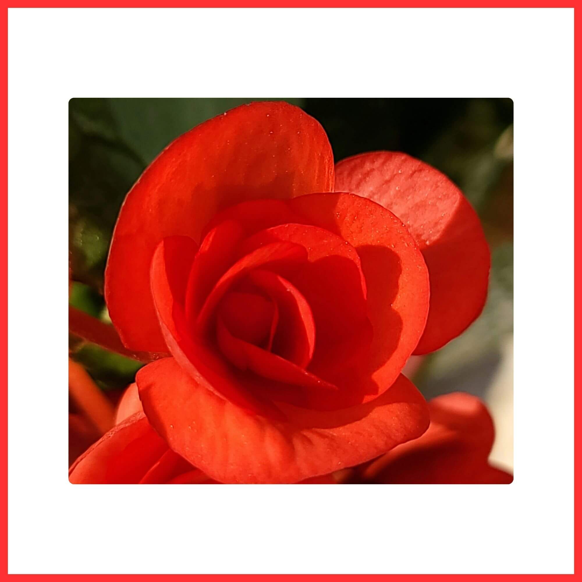 Close-up of a waxy red Begonia flower blooming