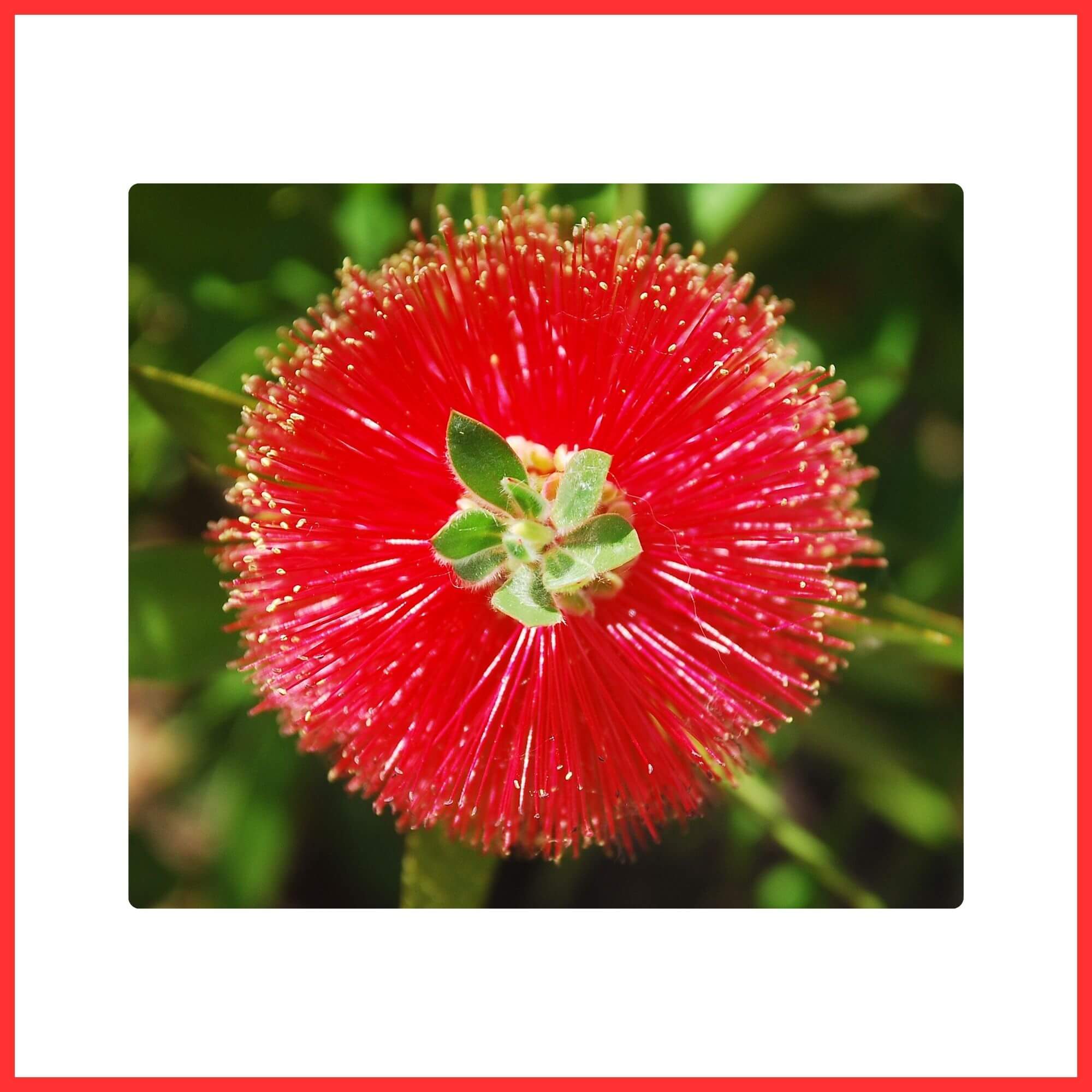 Close-up of a hardy Australian Red Bottlebrush flower
