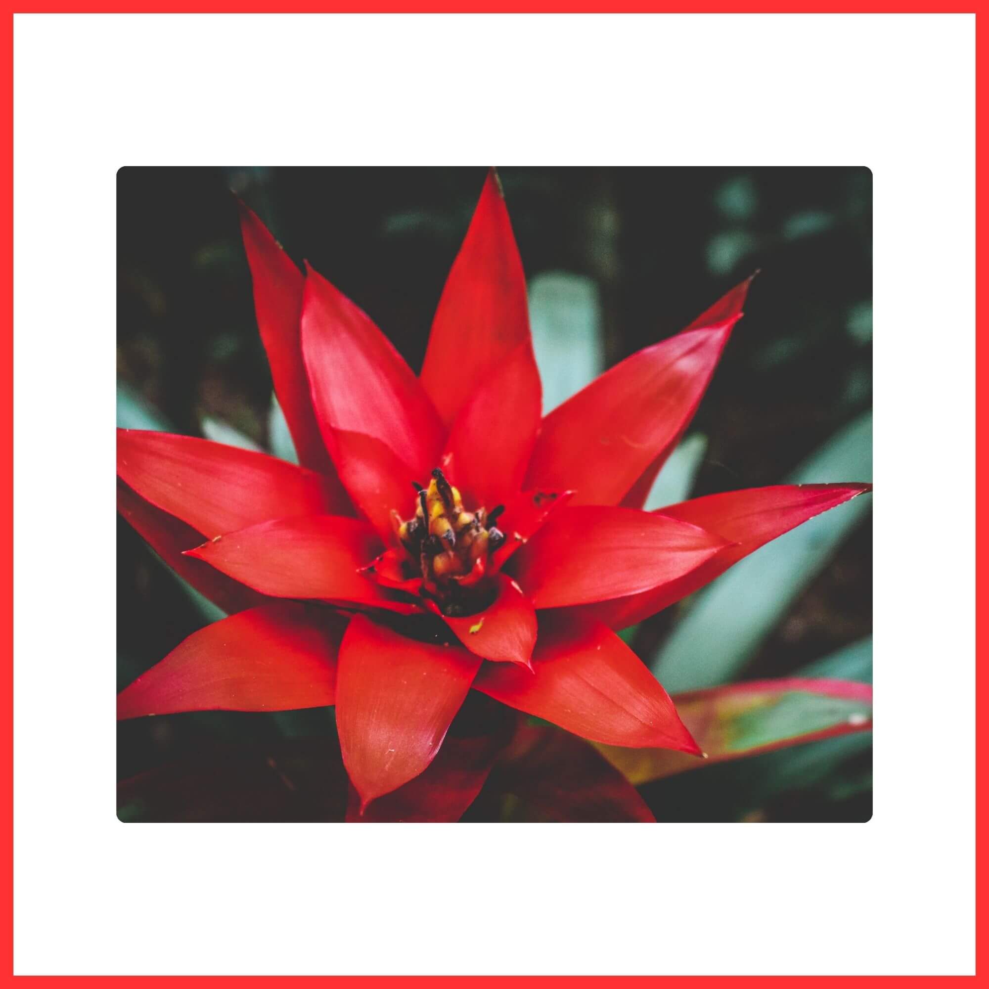 Close-up of a Red Bromeliad (Guzmania) indoor tropical houseplant flower
