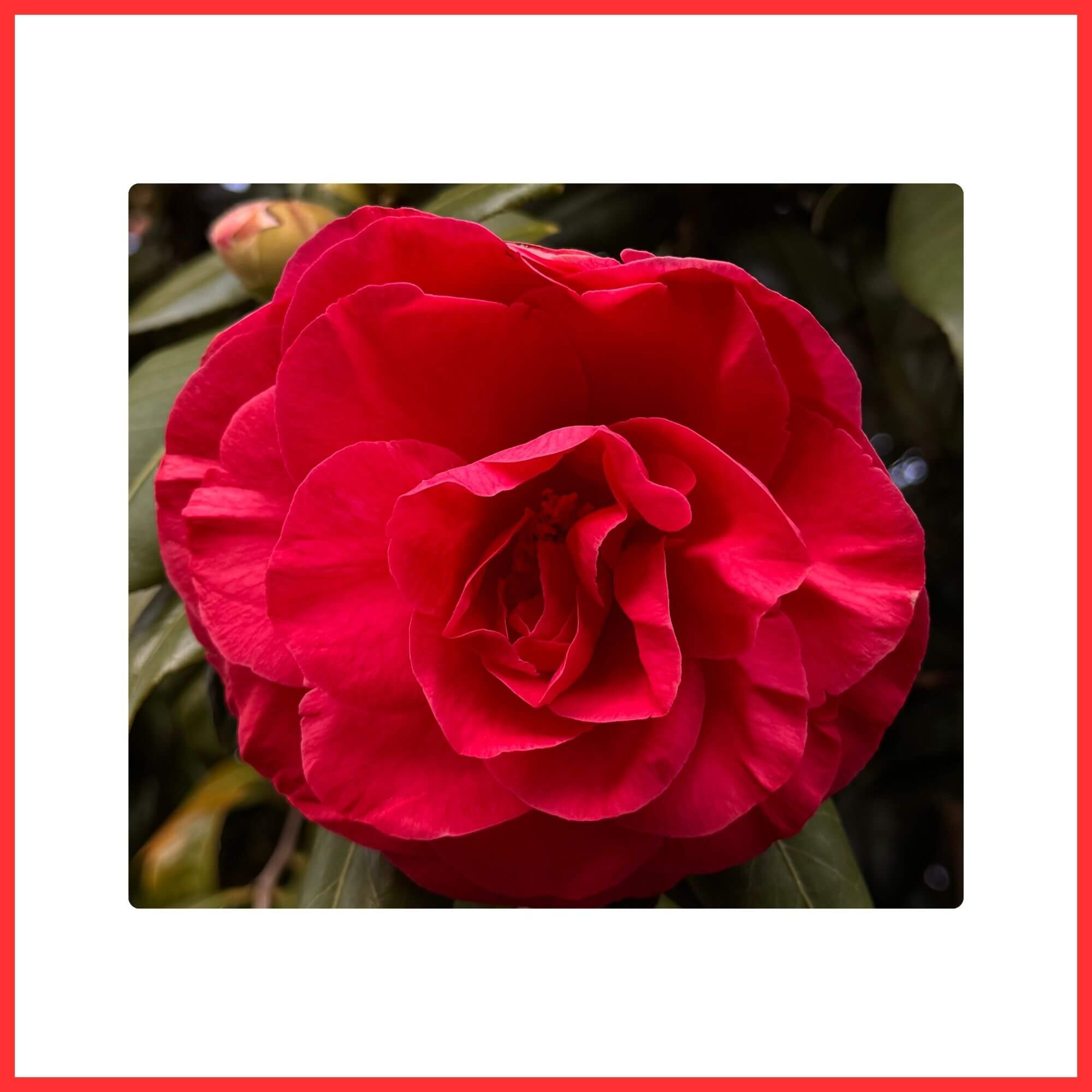 Close-up of a Red Camellia flower blooming in winter garden