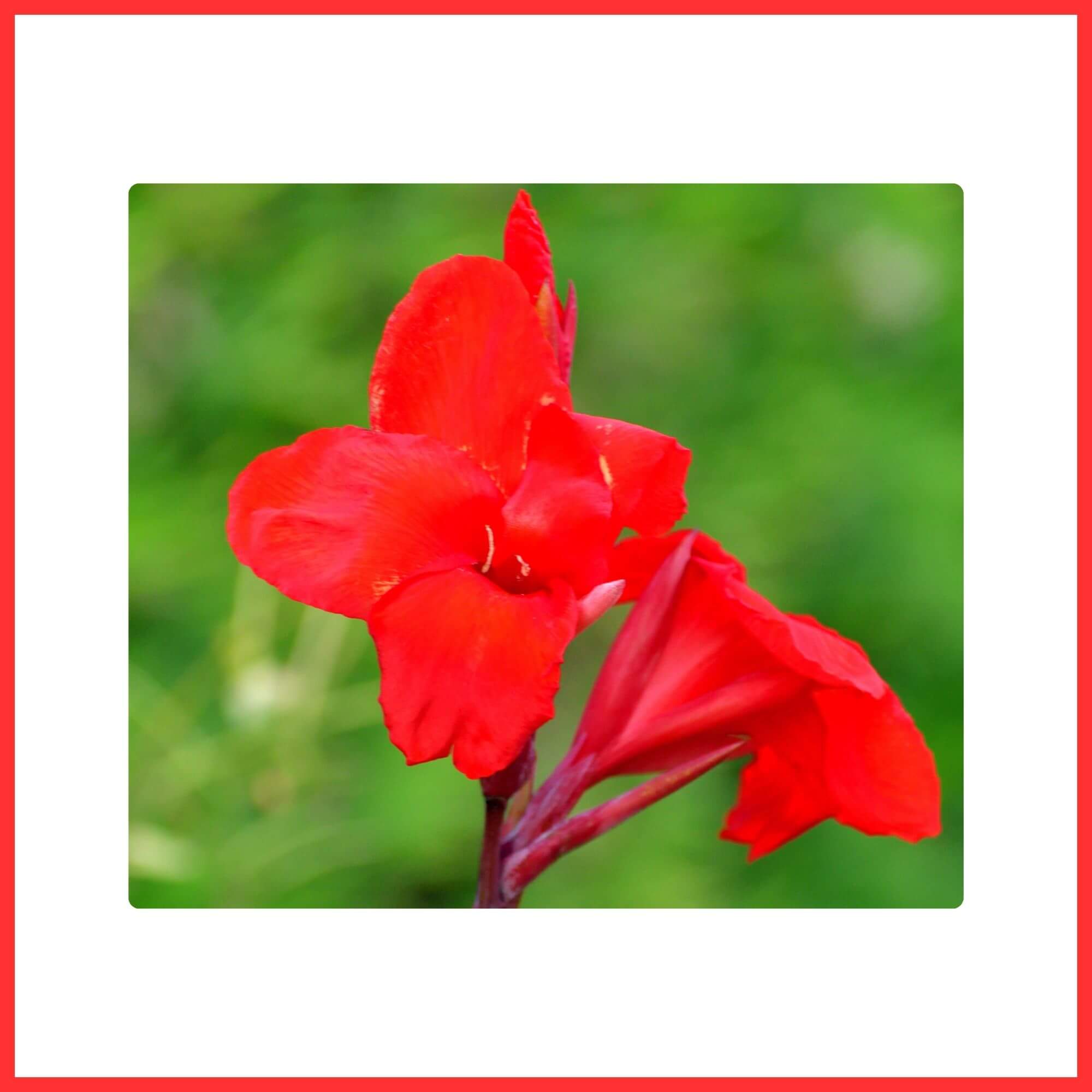 Close-up of a Red Canna Lily flower with large tropical blooms