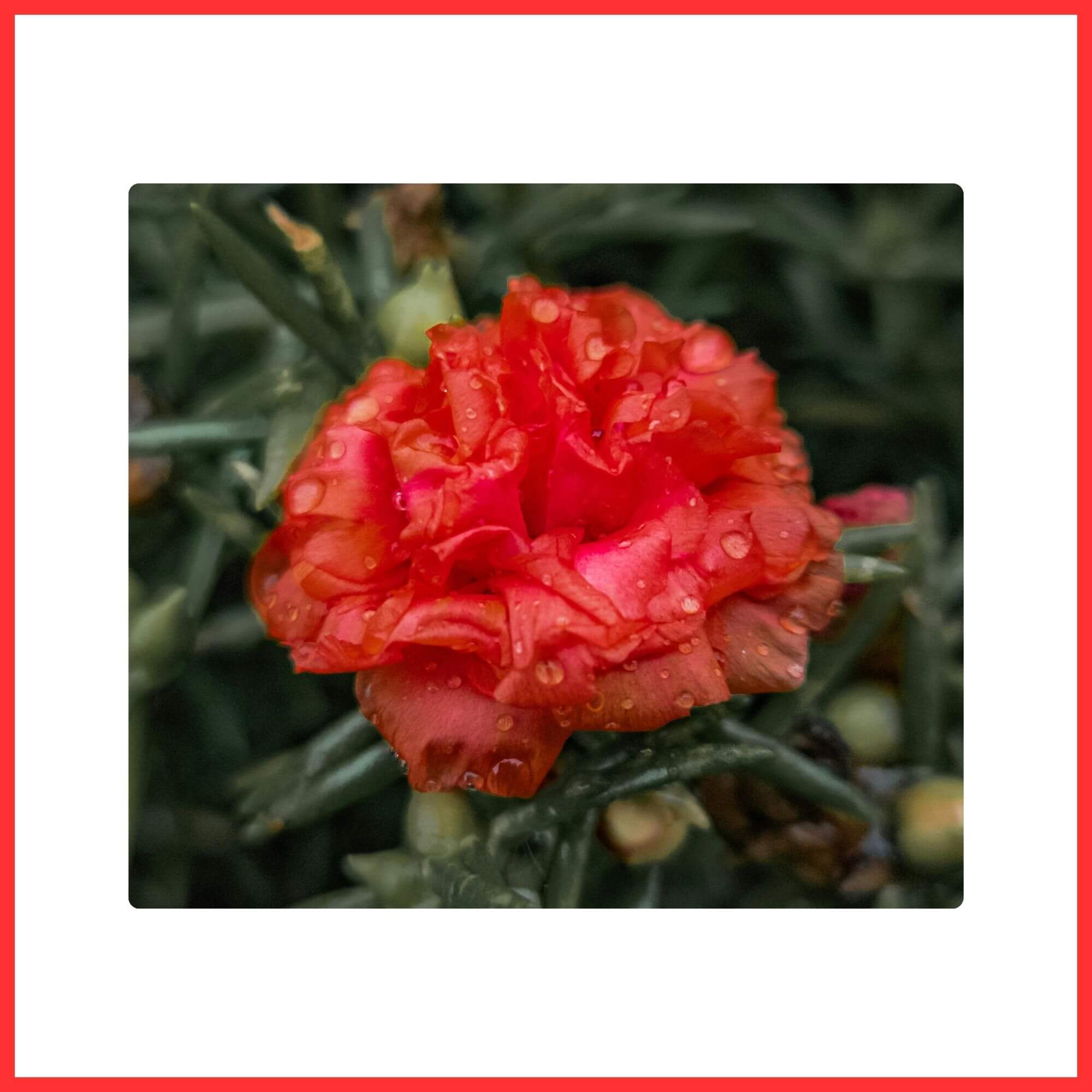 Close-up of a Red Carnation flower symbolizing admiration and affection