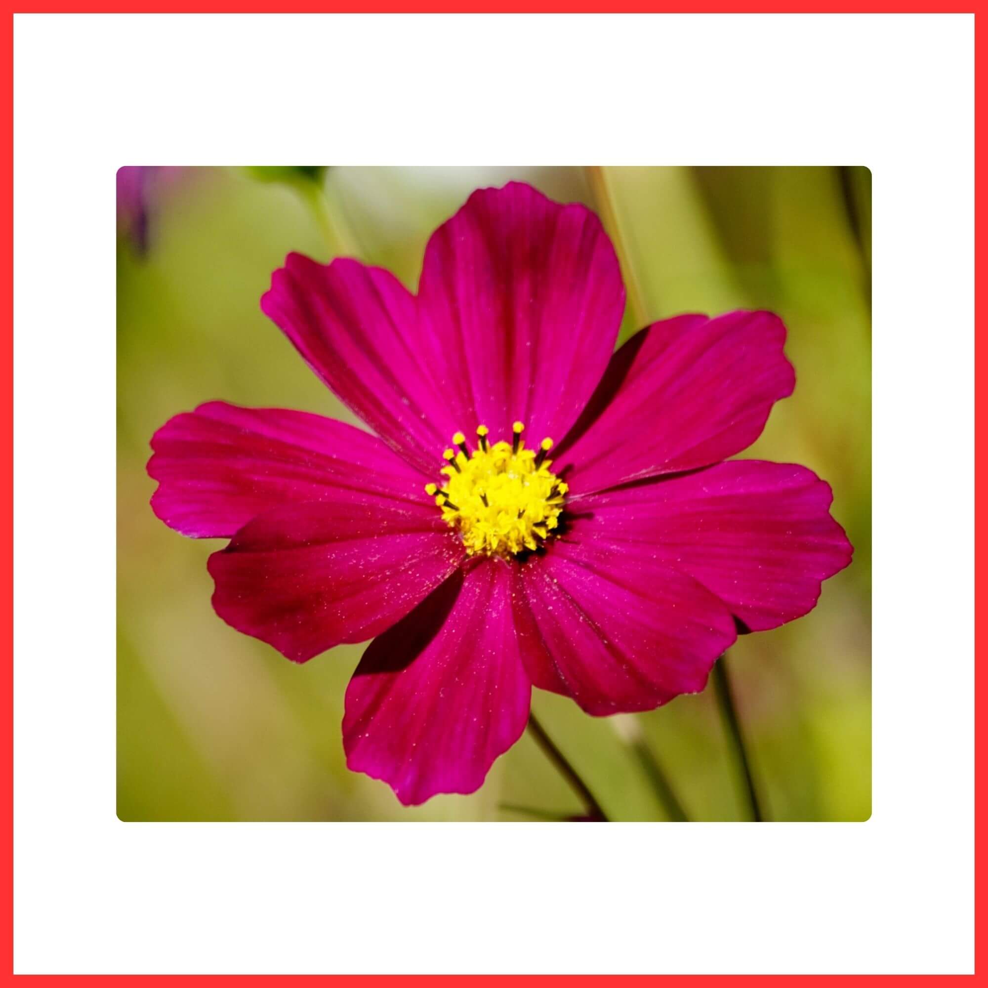 Close-up of a Red Cosmos wildflower swaying gracefully in sunlight