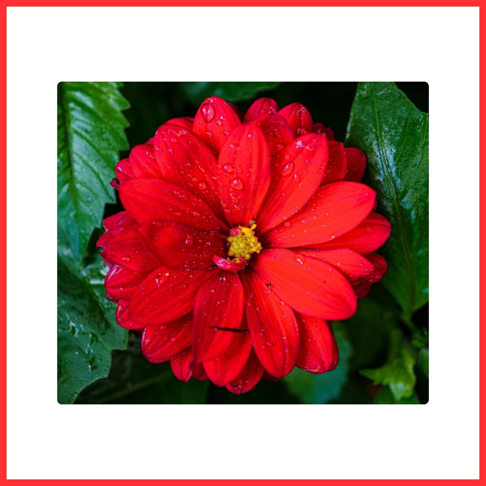 Close-up of a Red Dahlia flower with dew on it