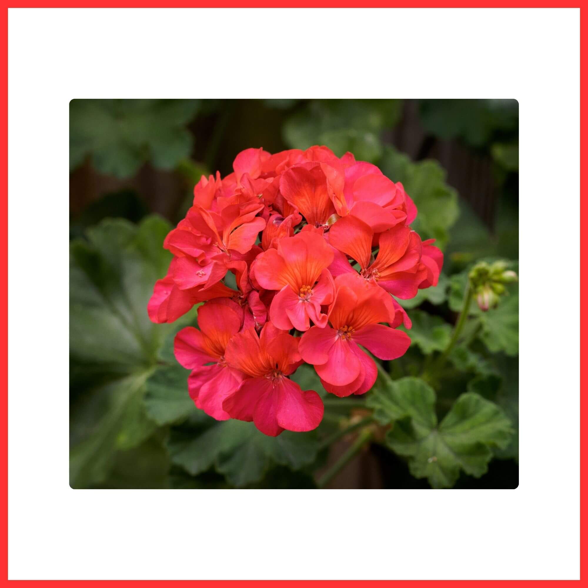 Close-up of bright red Geranium flowers blooming
