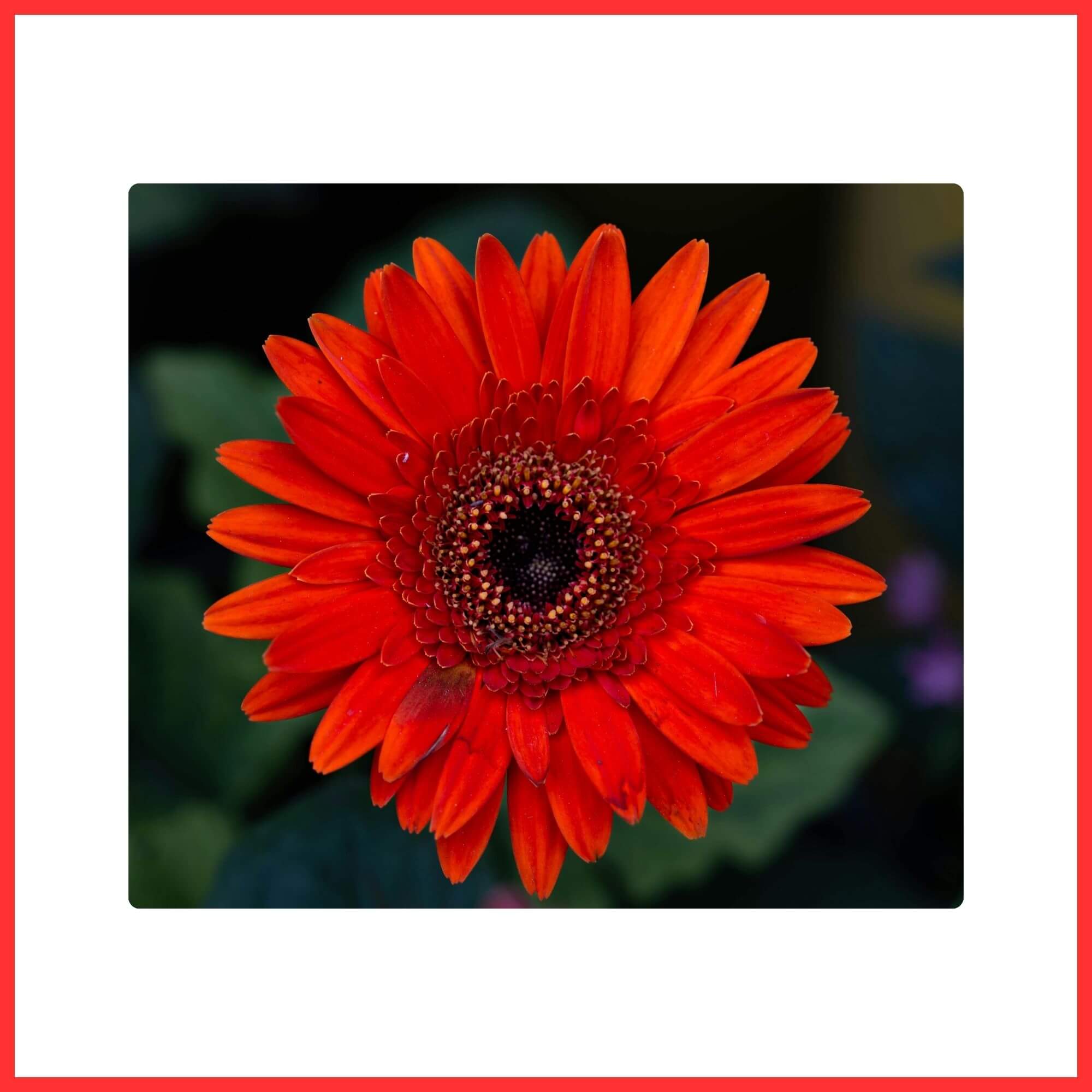 Close-up of a symmetrical red Gerbera Daisy flower cut for a bouquet